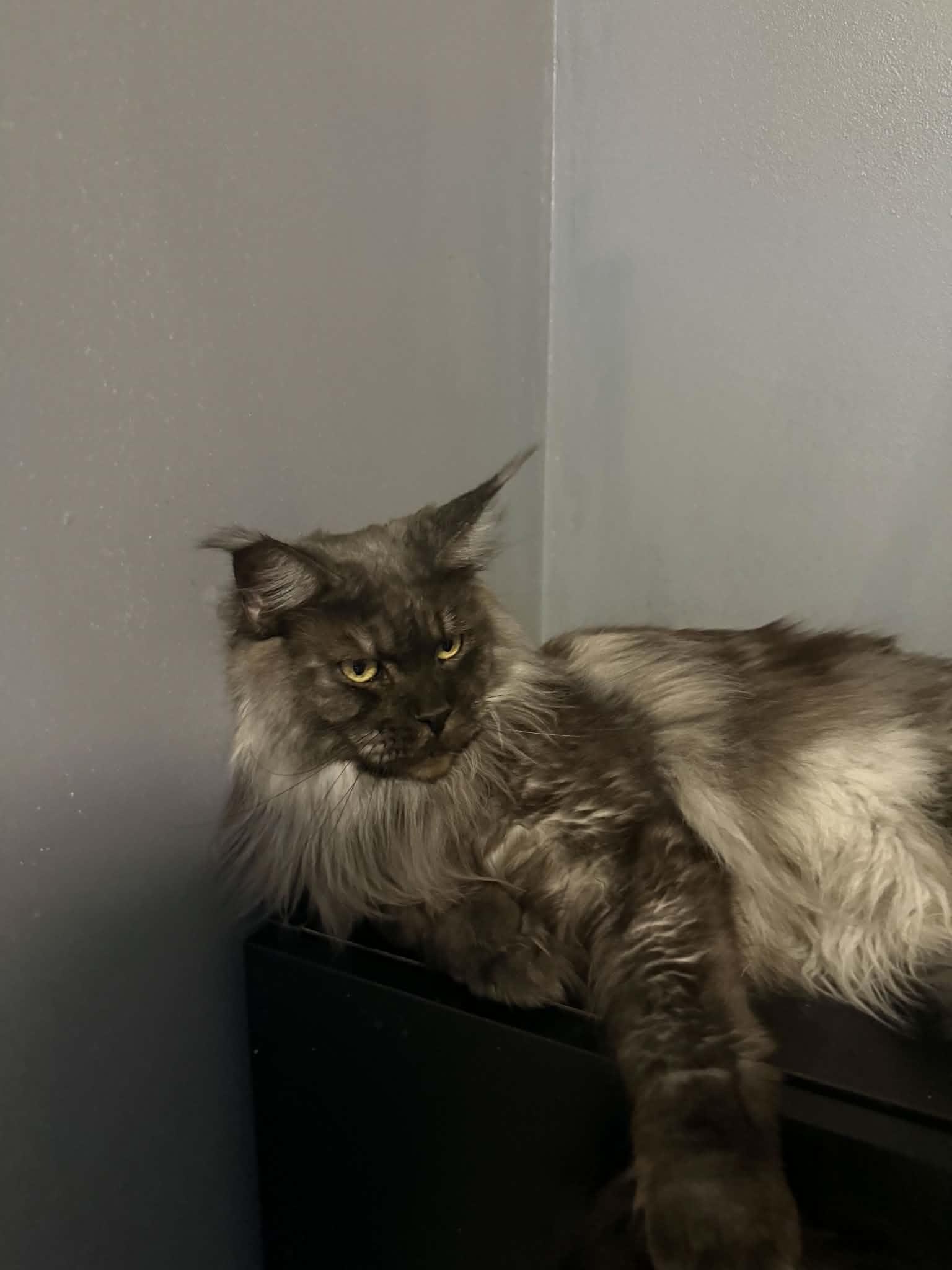 Emma, a ADOPTABLE Maine Coon in Northlake, IL image 4/6