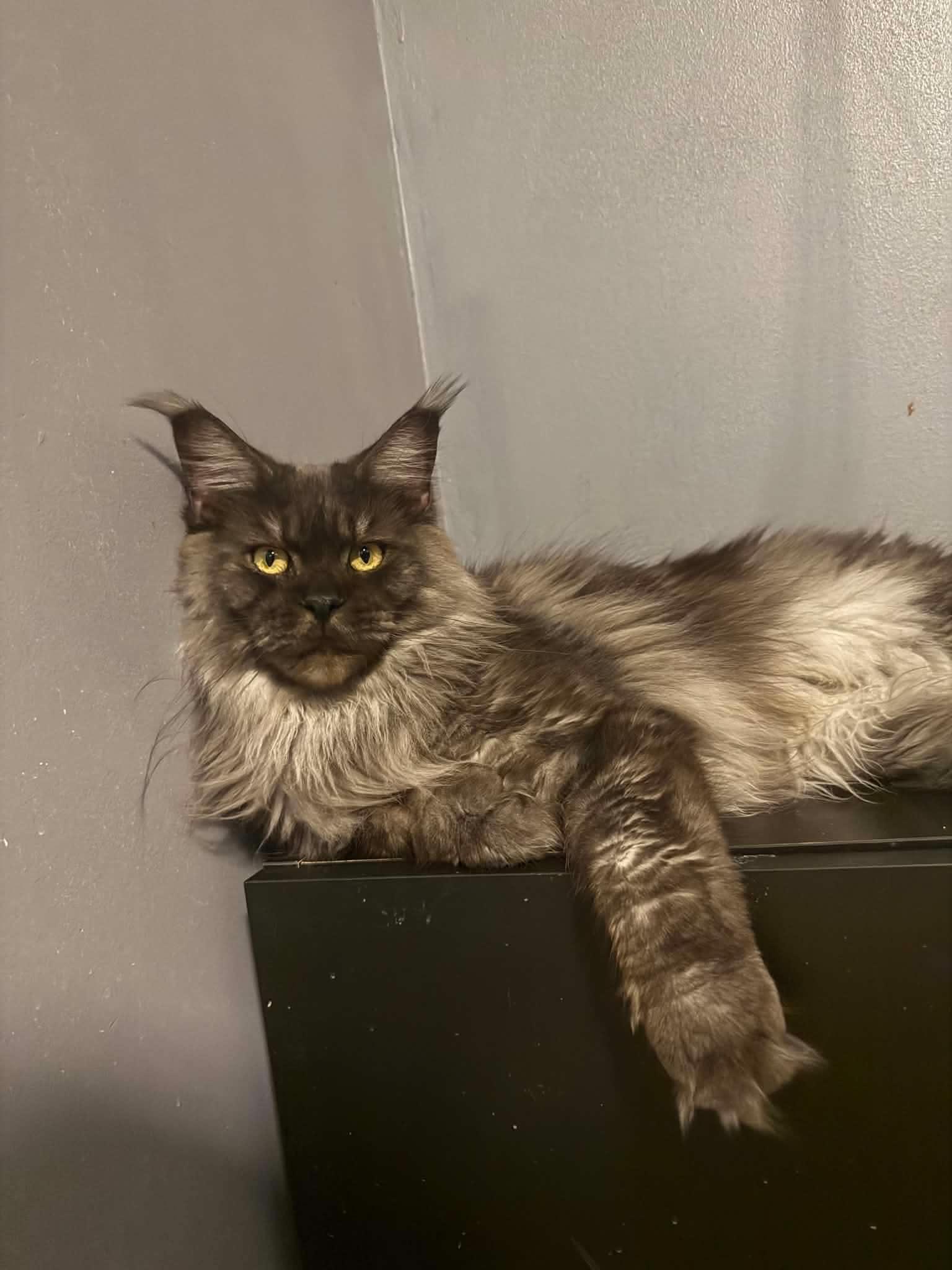 Emma, ADOPTABLE, Young Female Maine Coon.