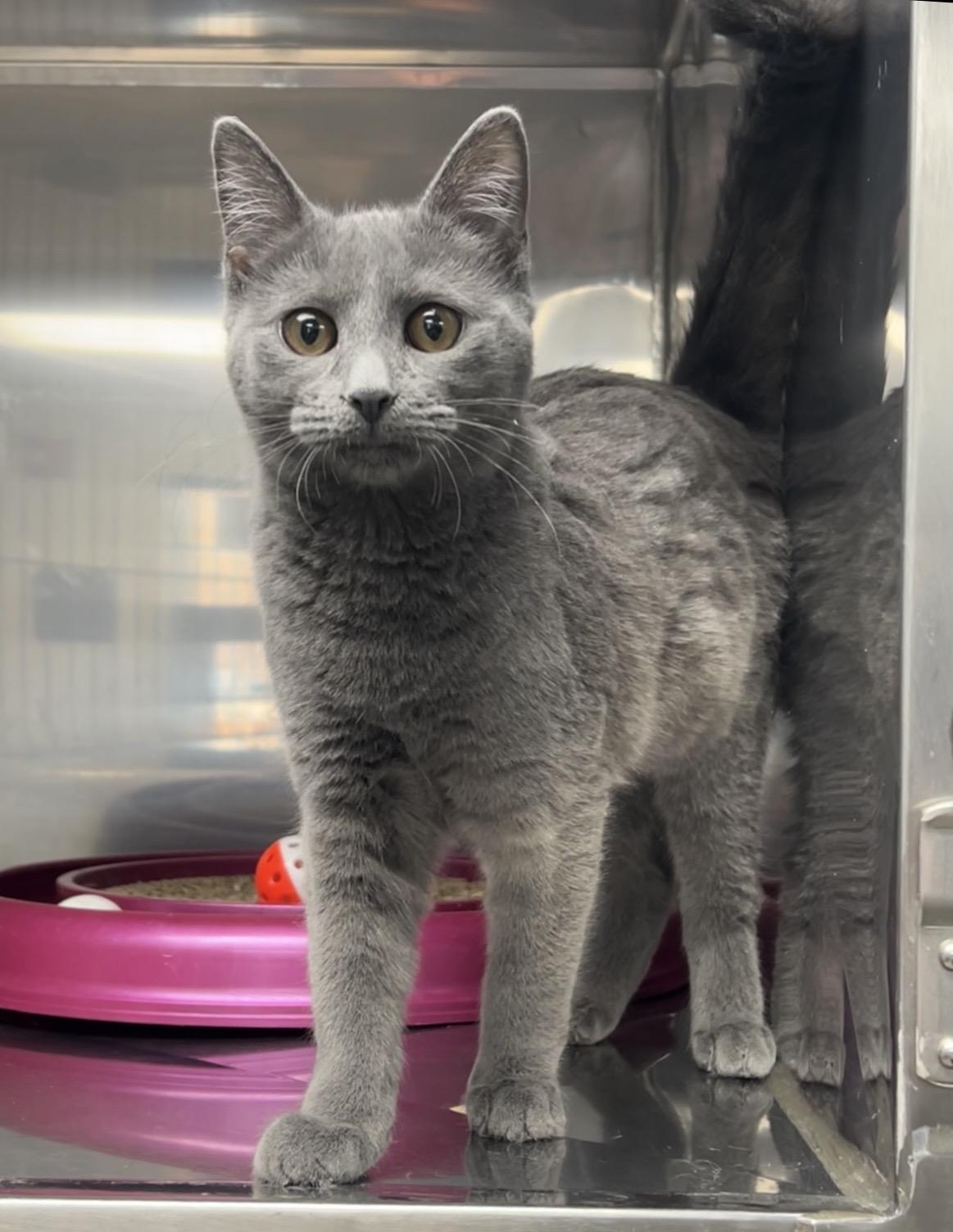 Enlarge Gracie, an adopted mixed breed in Montville, NJ image 1/2