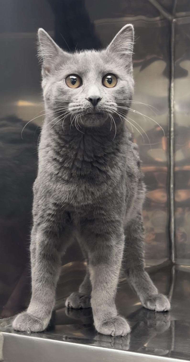 Enlarge Gracie, an adopted mixed breed in Montville, NJ image 2/2