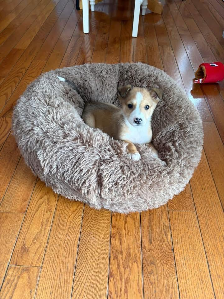 Enlarge Shelby, a Adopted mixed breed in Berlin, NJ image 1/3