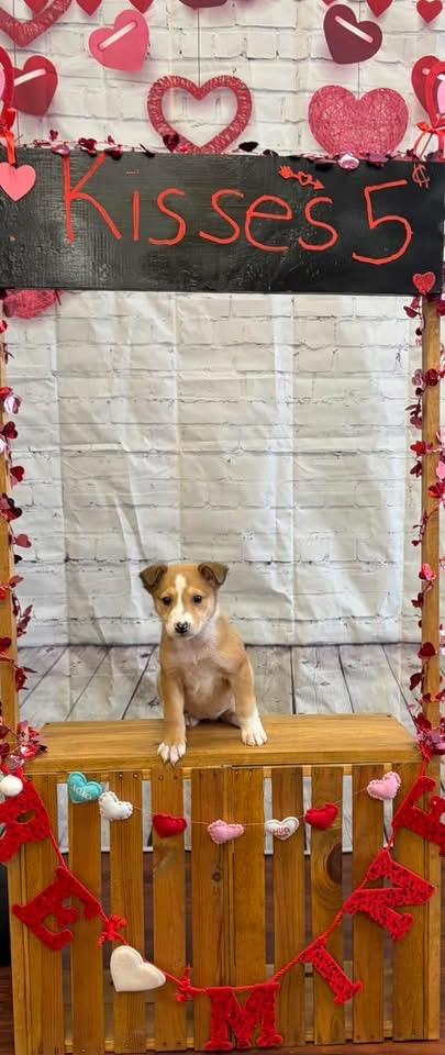 Enlarge Shelby, a Adopted mixed breed in Berlin, NJ image 2/3