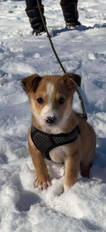 Enlarge Shelby, a Adopted mixed breed in Berlin, NJ image 3/3