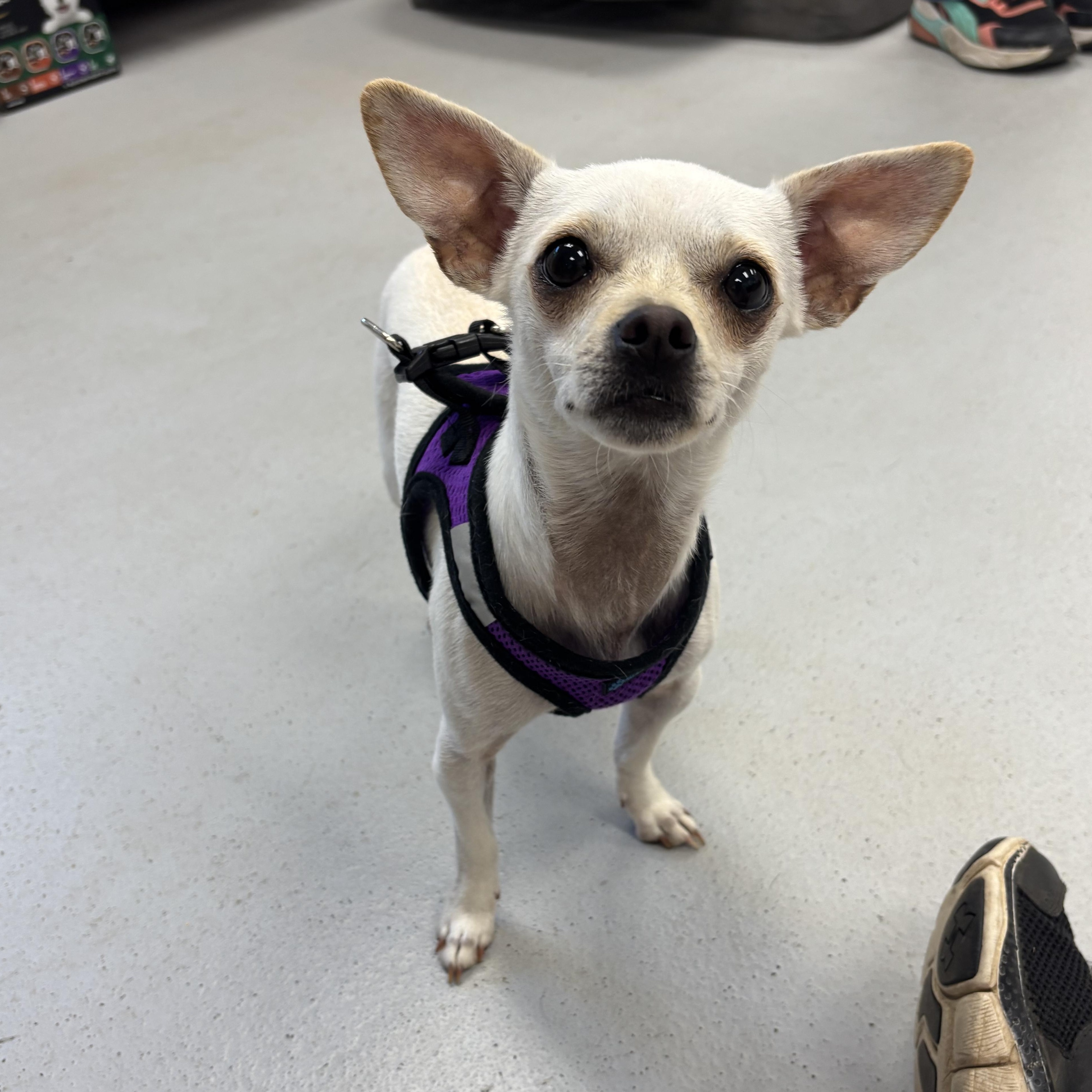 Lola, an adopted Chihuahua in Carneys Point, NJ image 2/5