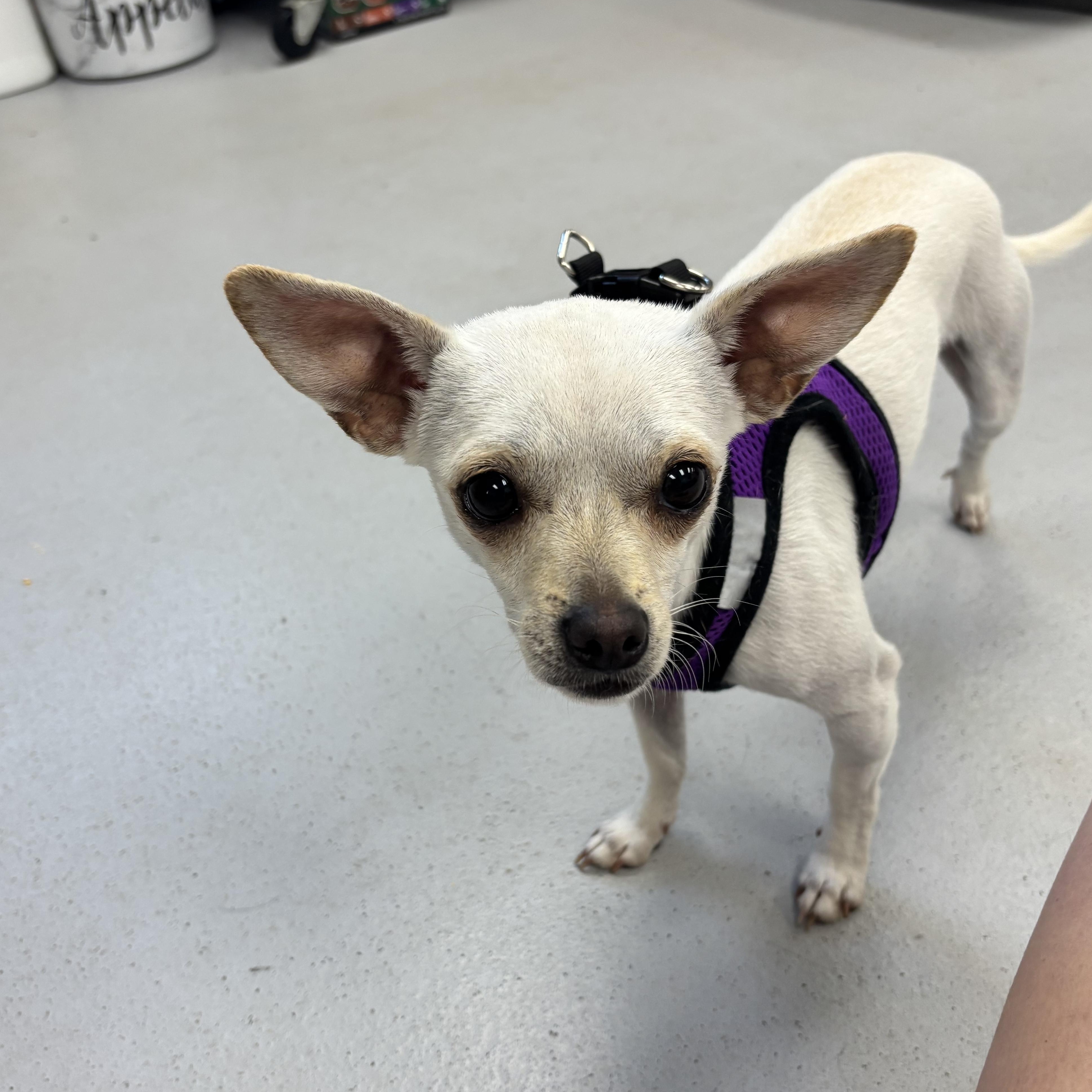 Lola, an adopted Chihuahua in Carneys Point, NJ image 5/5