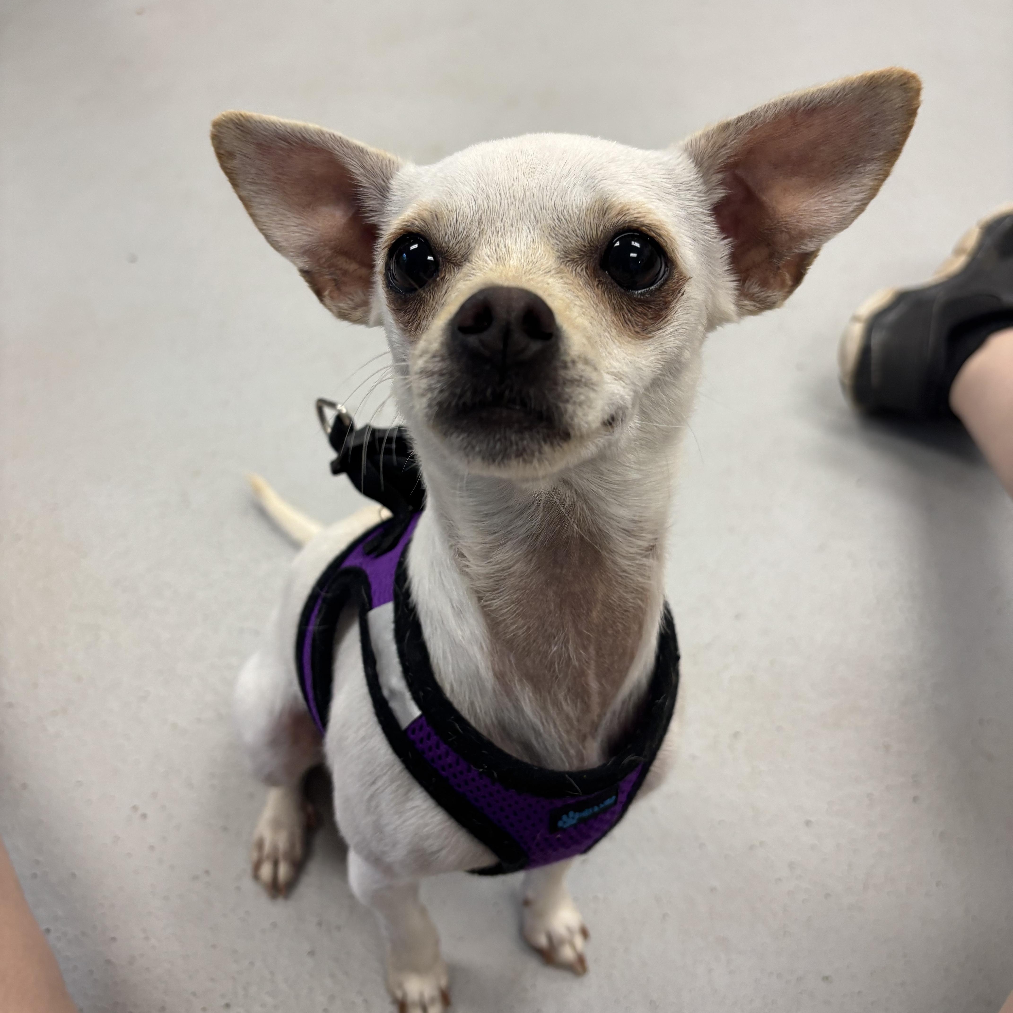 Lola, adopted, Adult Female Chihuahua.