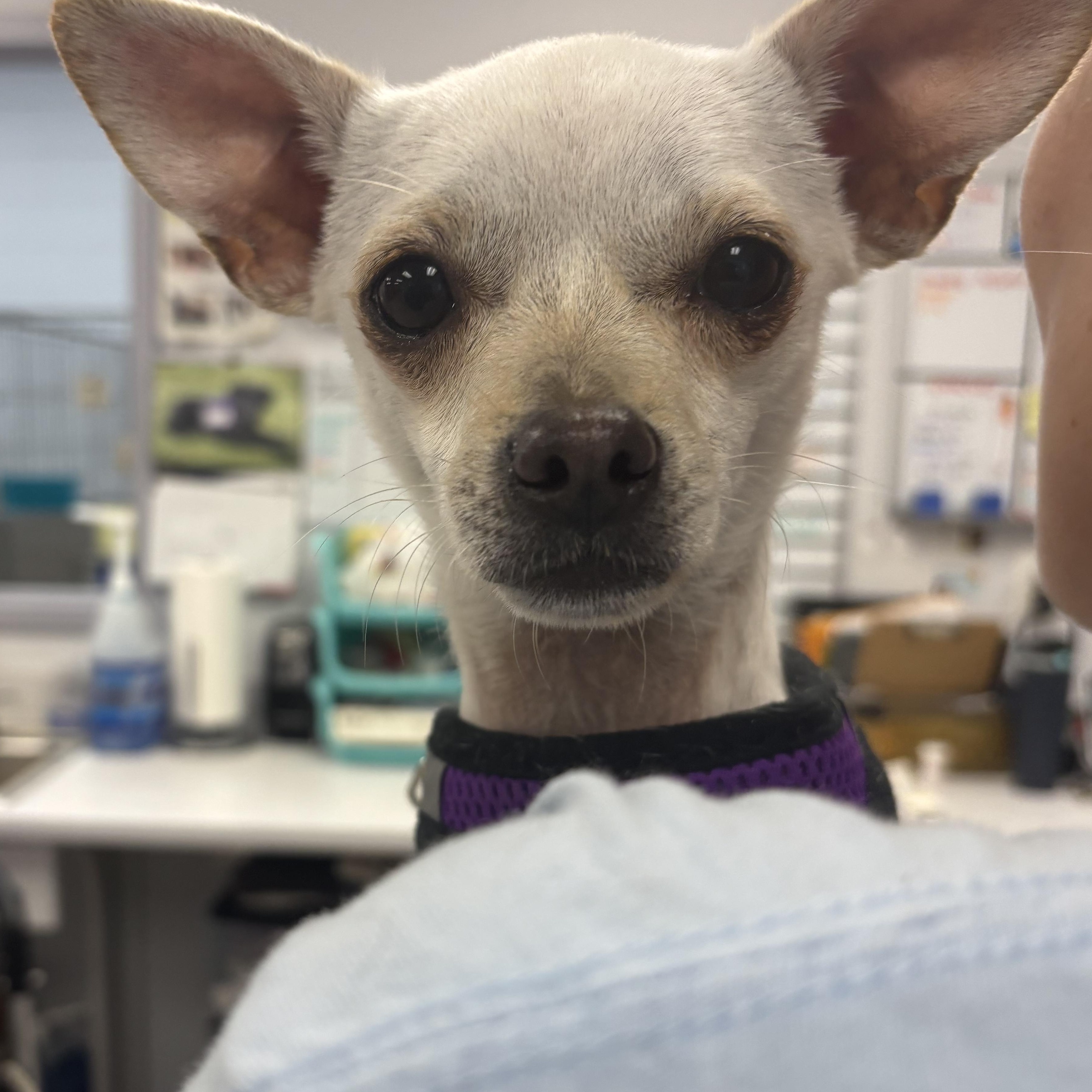 Lola, an adopted Chihuahua in Carneys Point, NJ image 3/5