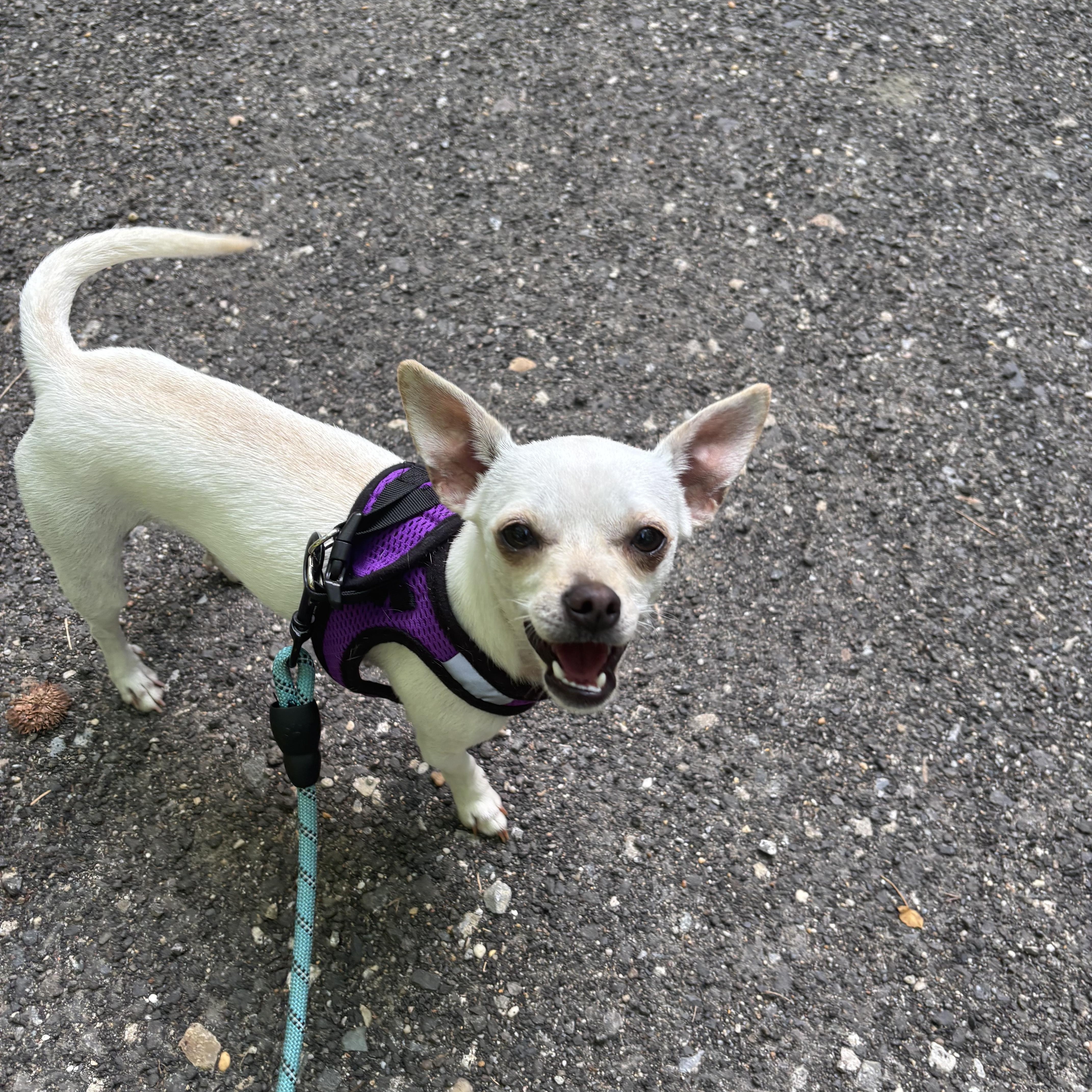 Lola, an adopted Chihuahua in Carneys Point, NJ image 4/5