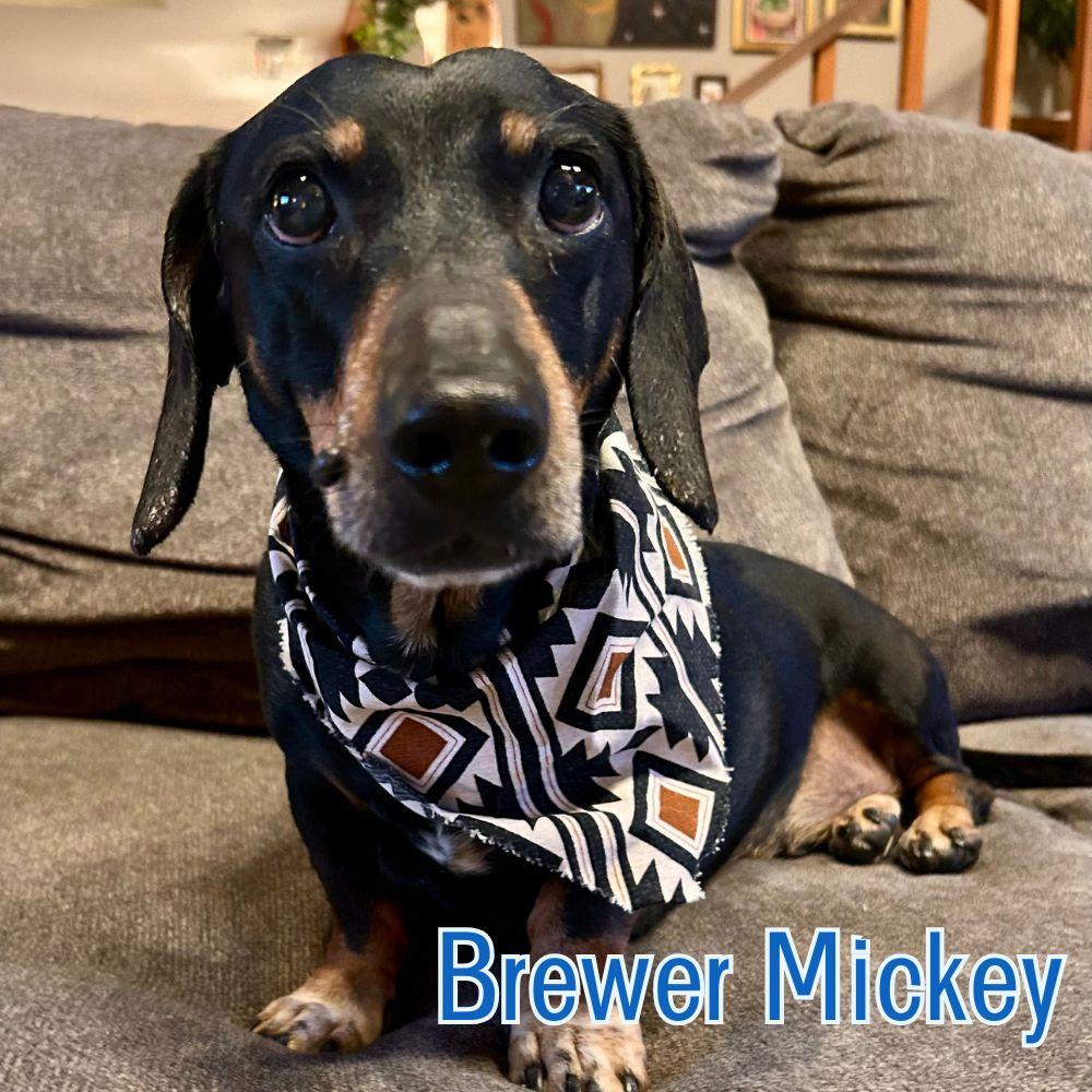 Brewer Mickey, Adopted, Senior Male Dachshund.