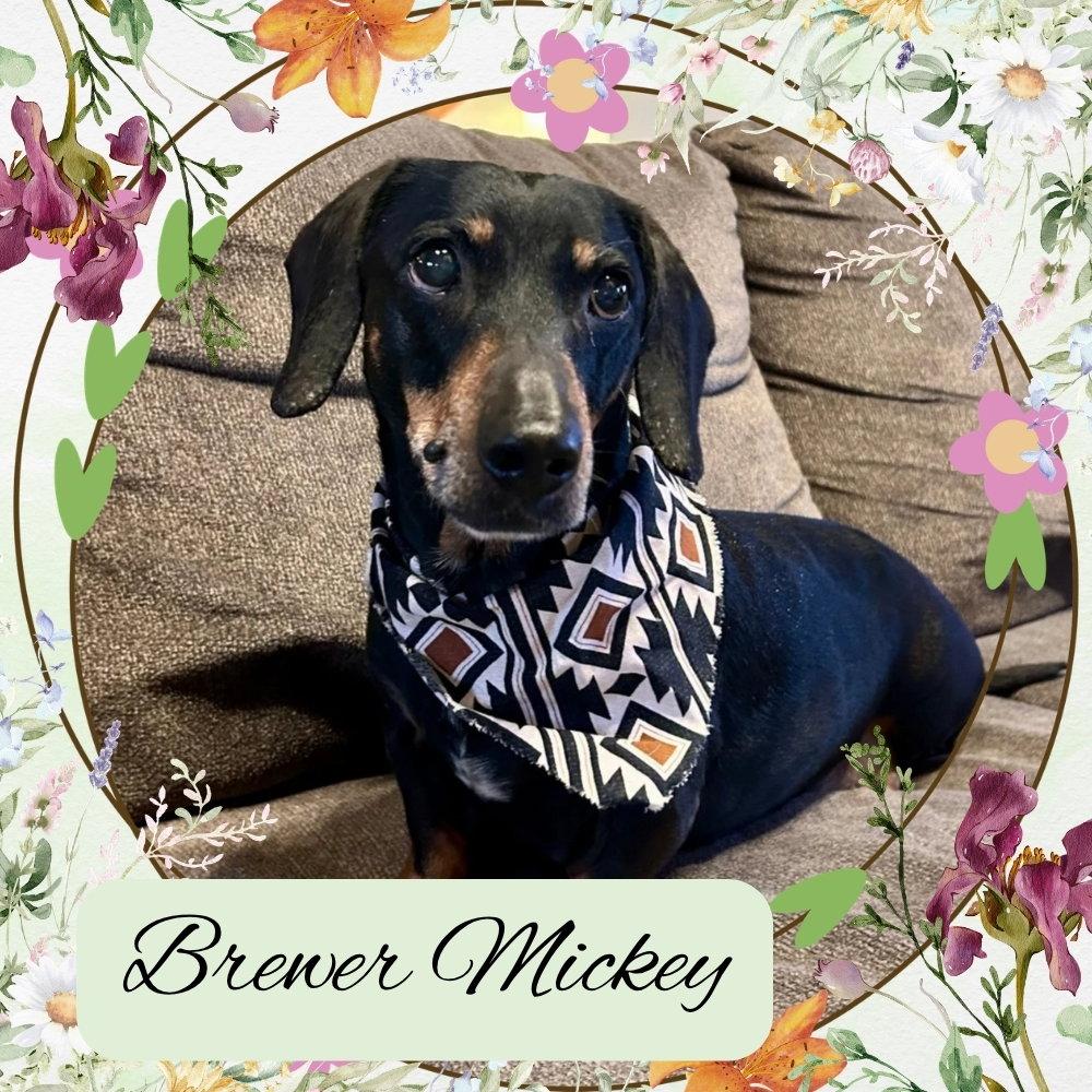 Enlarge Brewer Mickey, a Adopted Dachshund in San Antonio, TX image 3/3