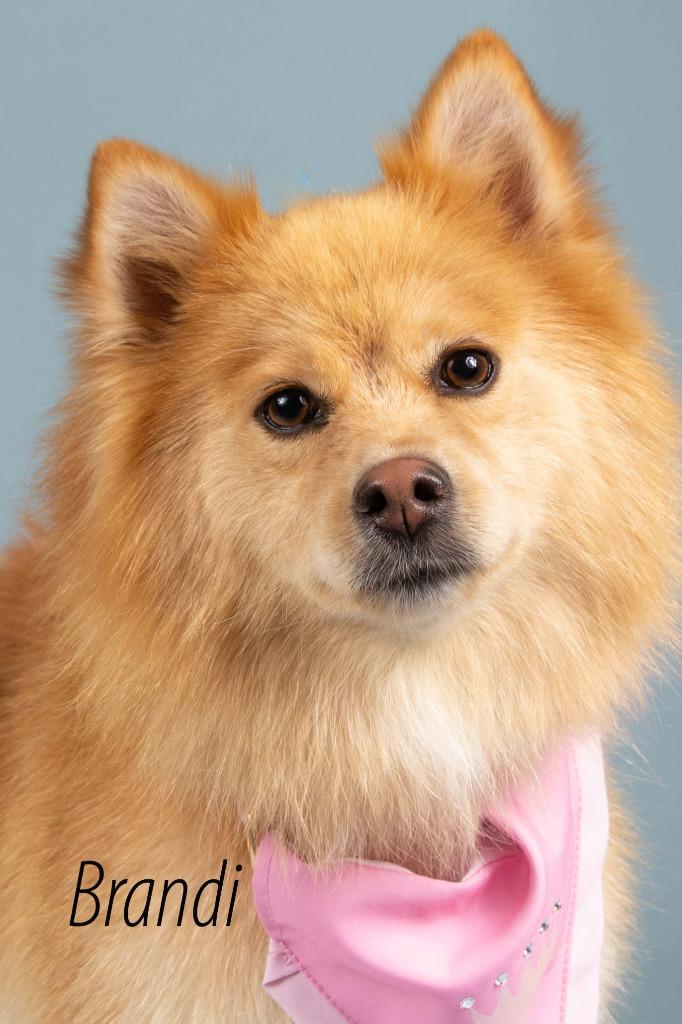 Brandi, Adoptable, Adult Female Spitz & Shepherd.