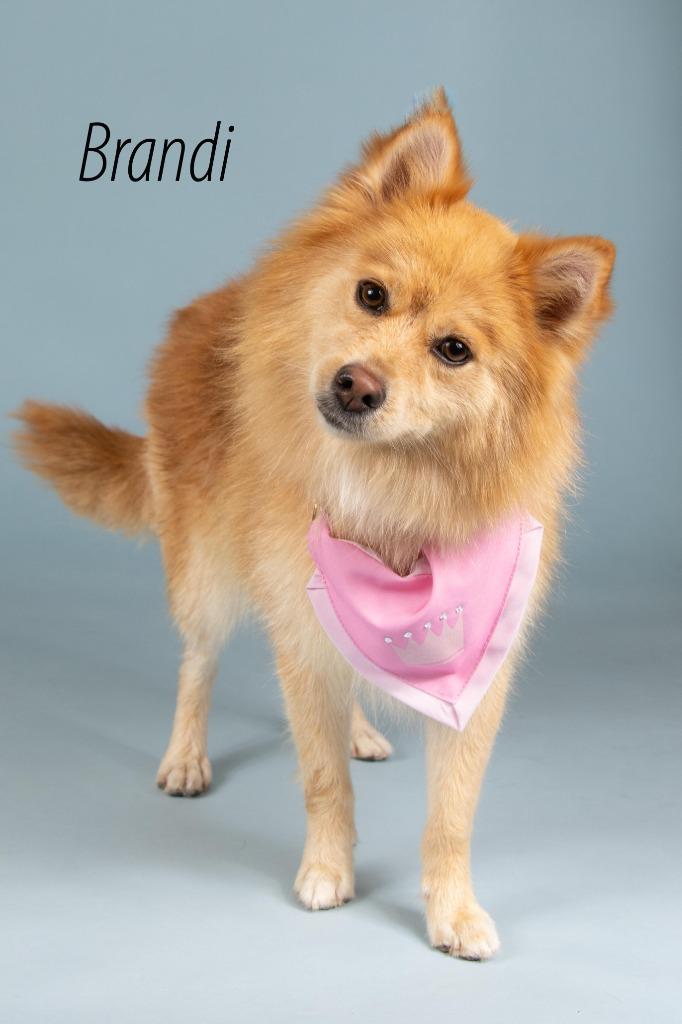Enlarge Brandi, a Adoptable mixed breed in Gilbert, AZ image 2/2