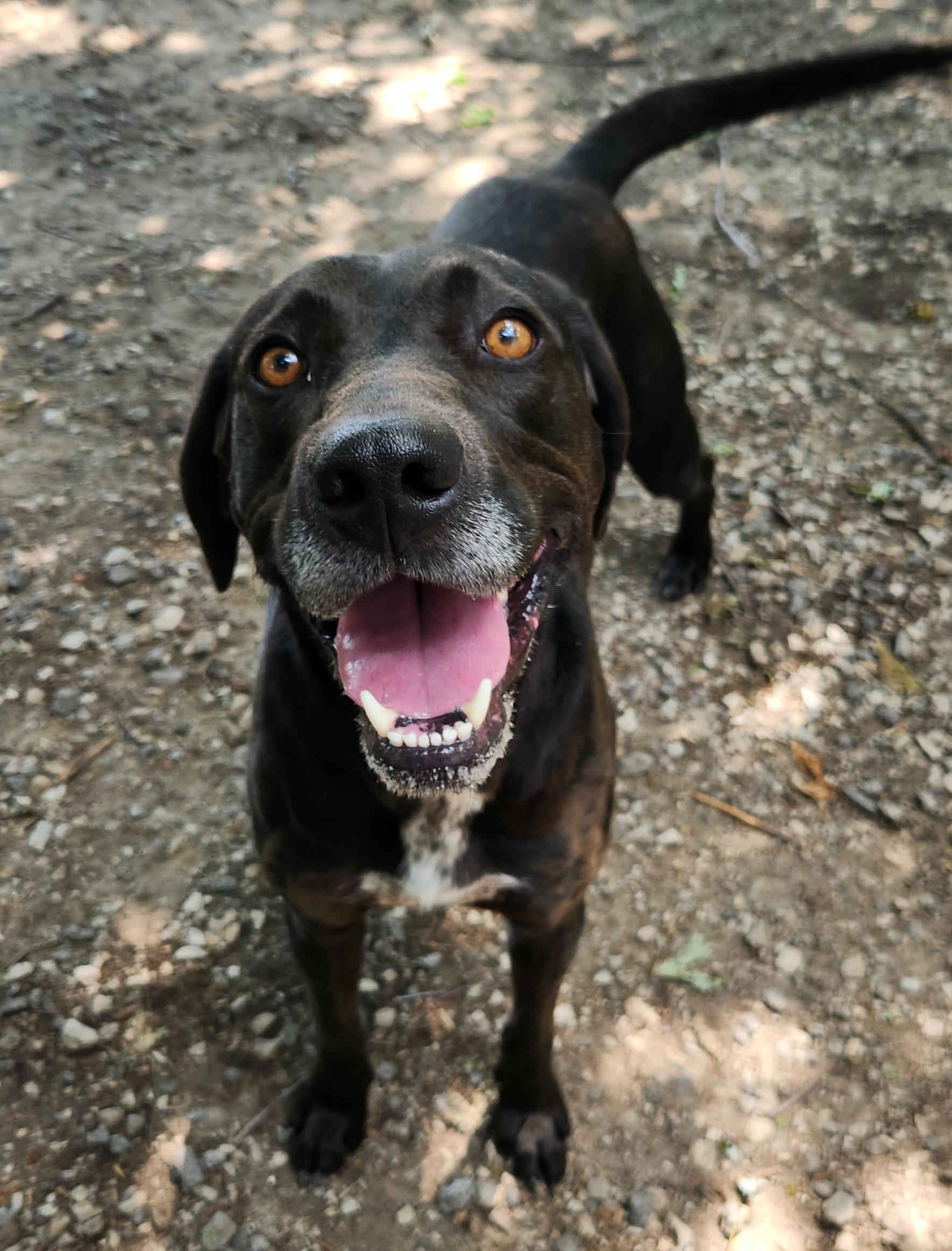 Busch, a ADOPTABLE mixed breed in Liberty Center, OH image 4/6