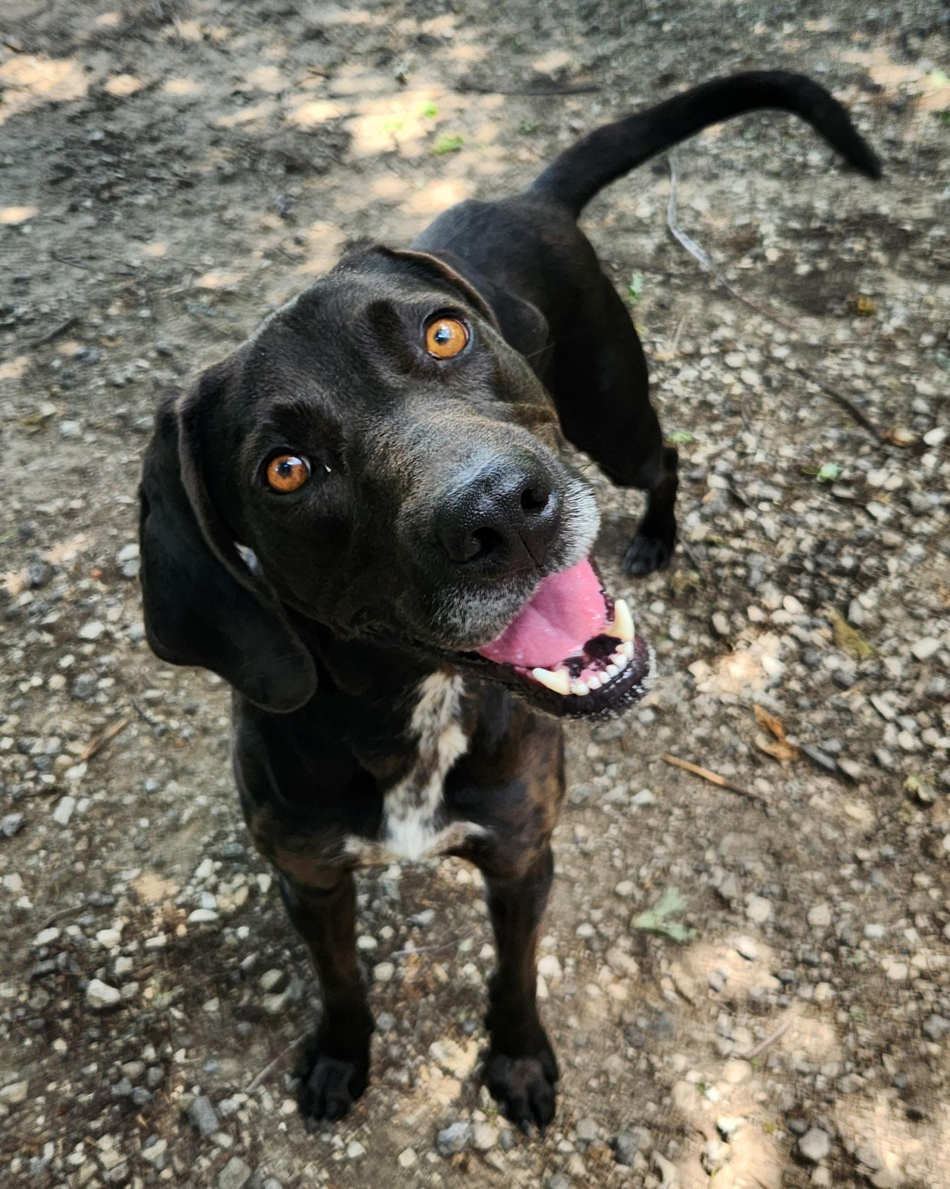 Busch, ADOPTABLE, Young Male Labrador Retriever & German Shorthaired Pointer.