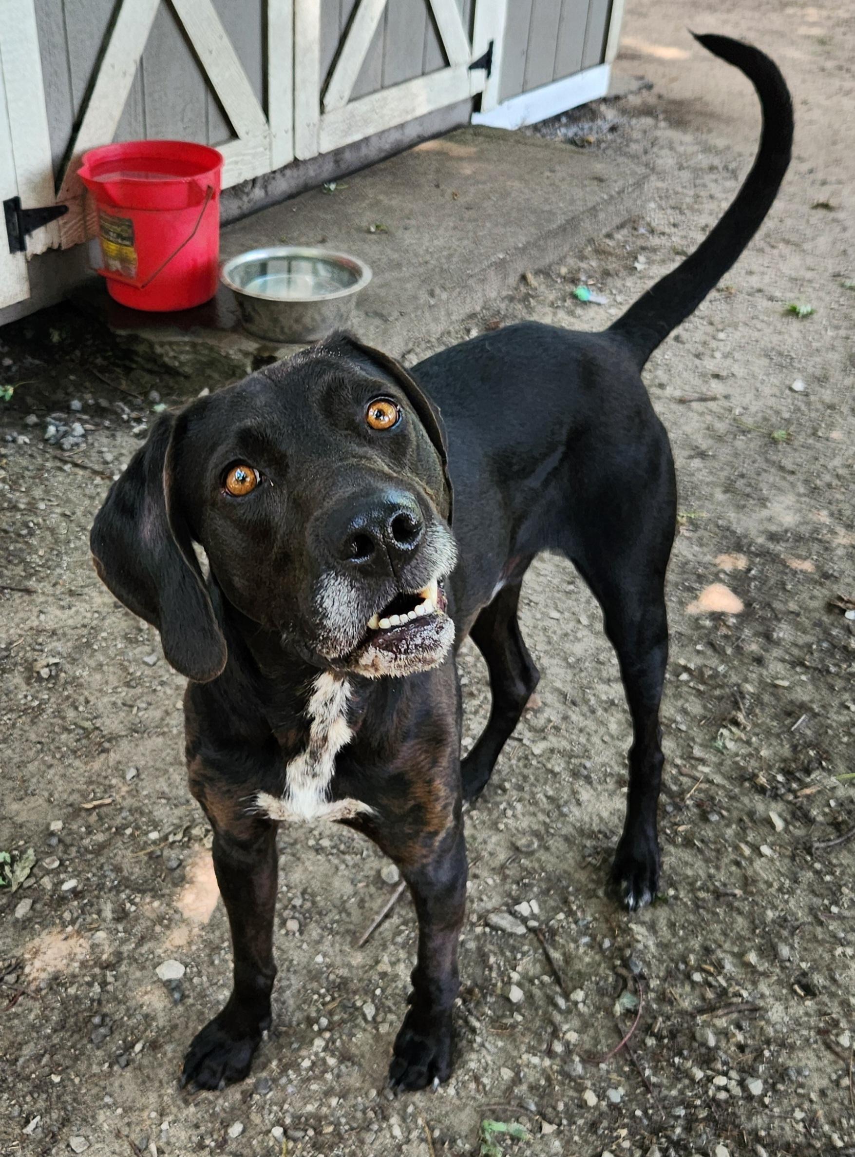 Busch, a ADOPTABLE mixed breed in Liberty Center, OH image 2/6