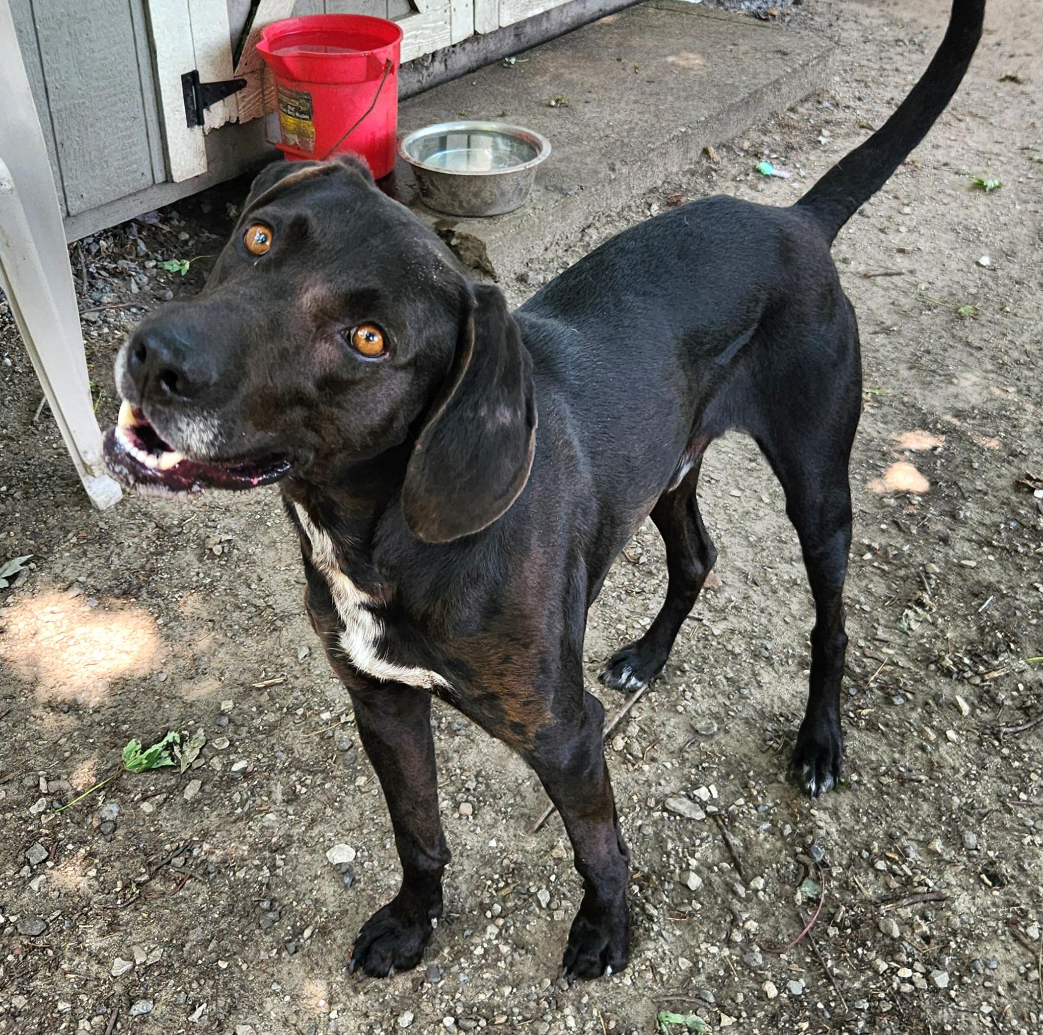 Busch, a ADOPTABLE mixed breed in Liberty Center, OH image 3/6