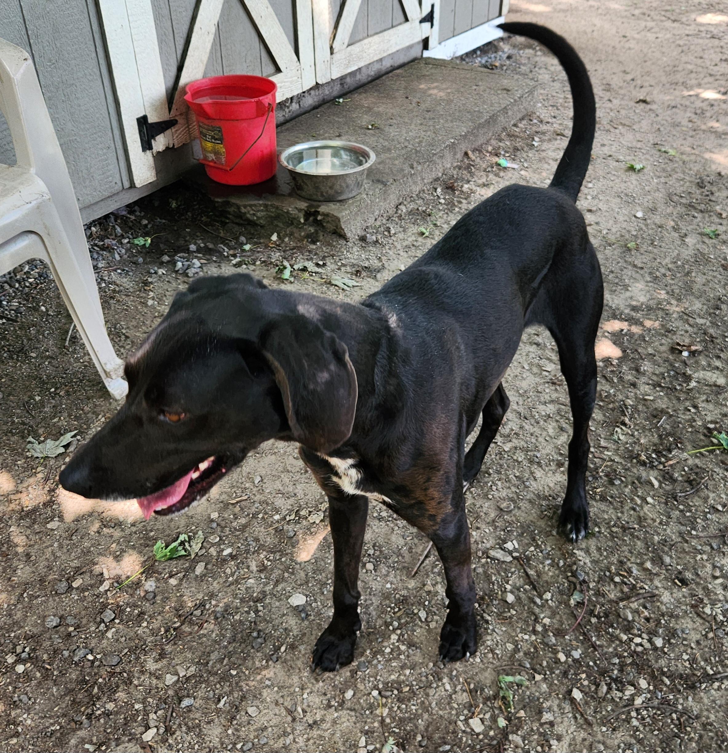 Busch, a ADOPTABLE mixed breed in Liberty Center, OH image 6/6
