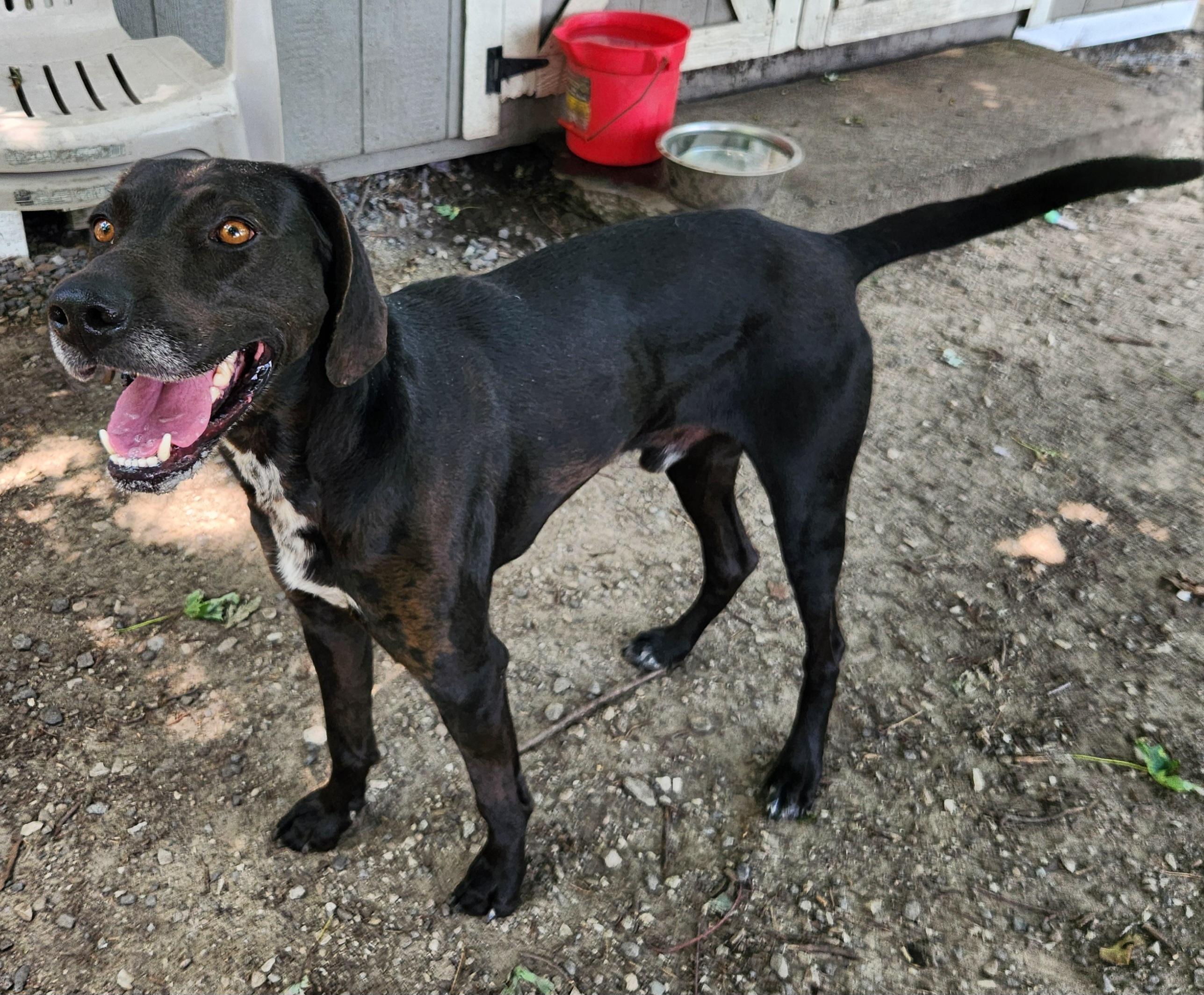 Busch, a ADOPTABLE mixed breed in Liberty Center, OH image 5/6