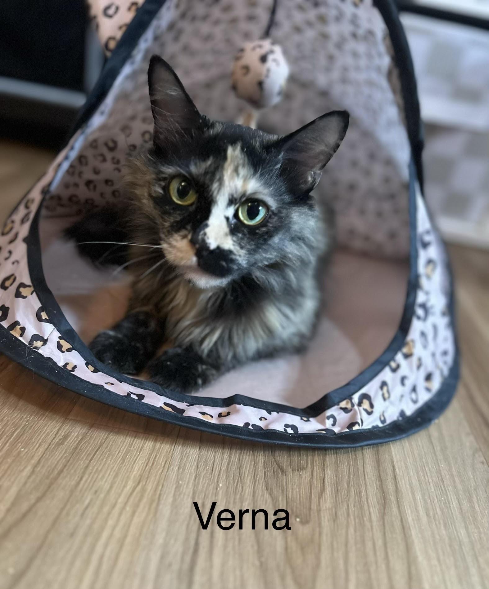 Verna, ADOPTABLE, Adult Female Domestic Short Hair.