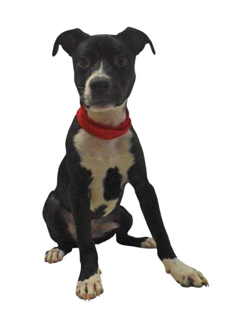 Luka, Adoptable, Young Male Terrier.