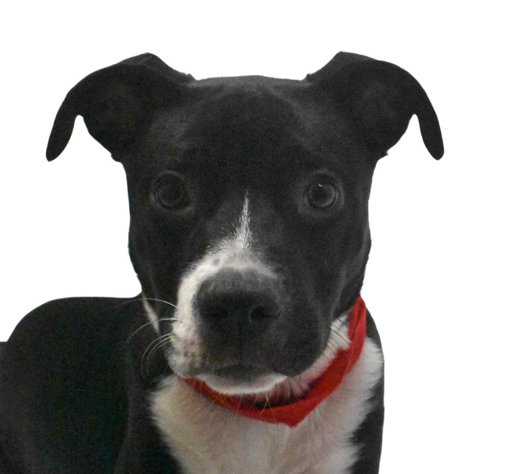 Enlarge Luka, a Adoptable Terrier in Springfield, OH image 2/6