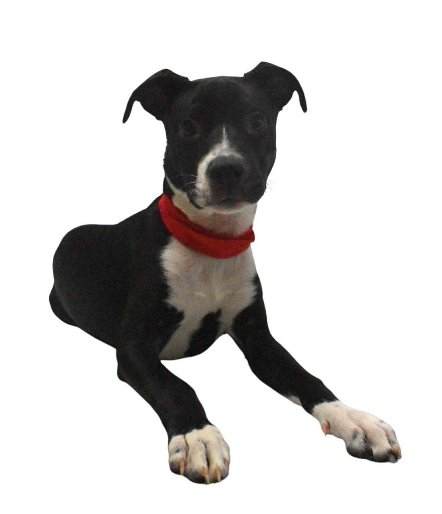 Enlarge Luka, a Adoptable Terrier in Springfield, OH image 3/6