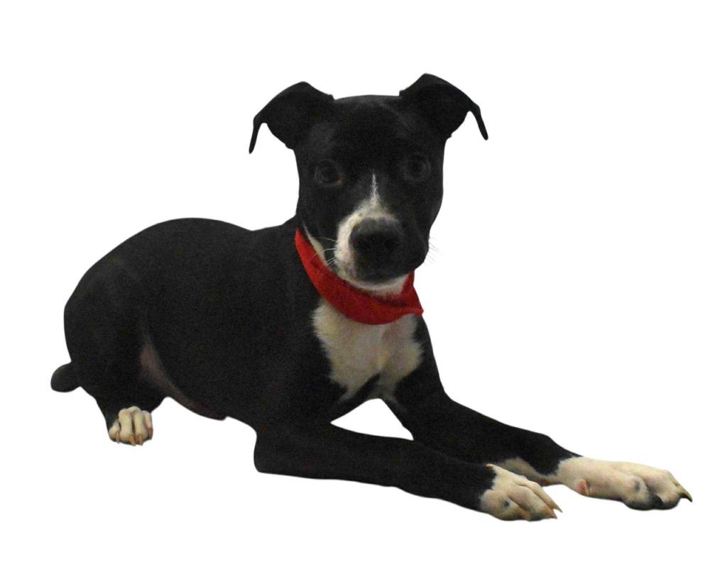 Enlarge Luka, a Adoptable Terrier in Springfield, OH image 4/6