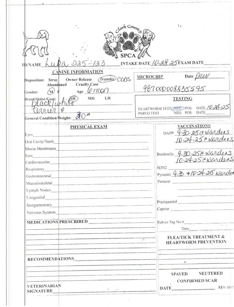 Enlarge Luka, a Adoptable Terrier in Springfield, OH image 5/6