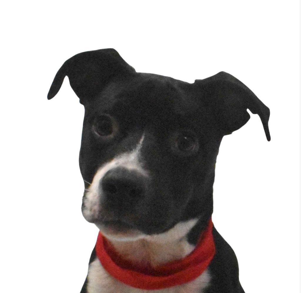 Enlarge Luka, a Adoptable Terrier in Springfield, OH image 6/6