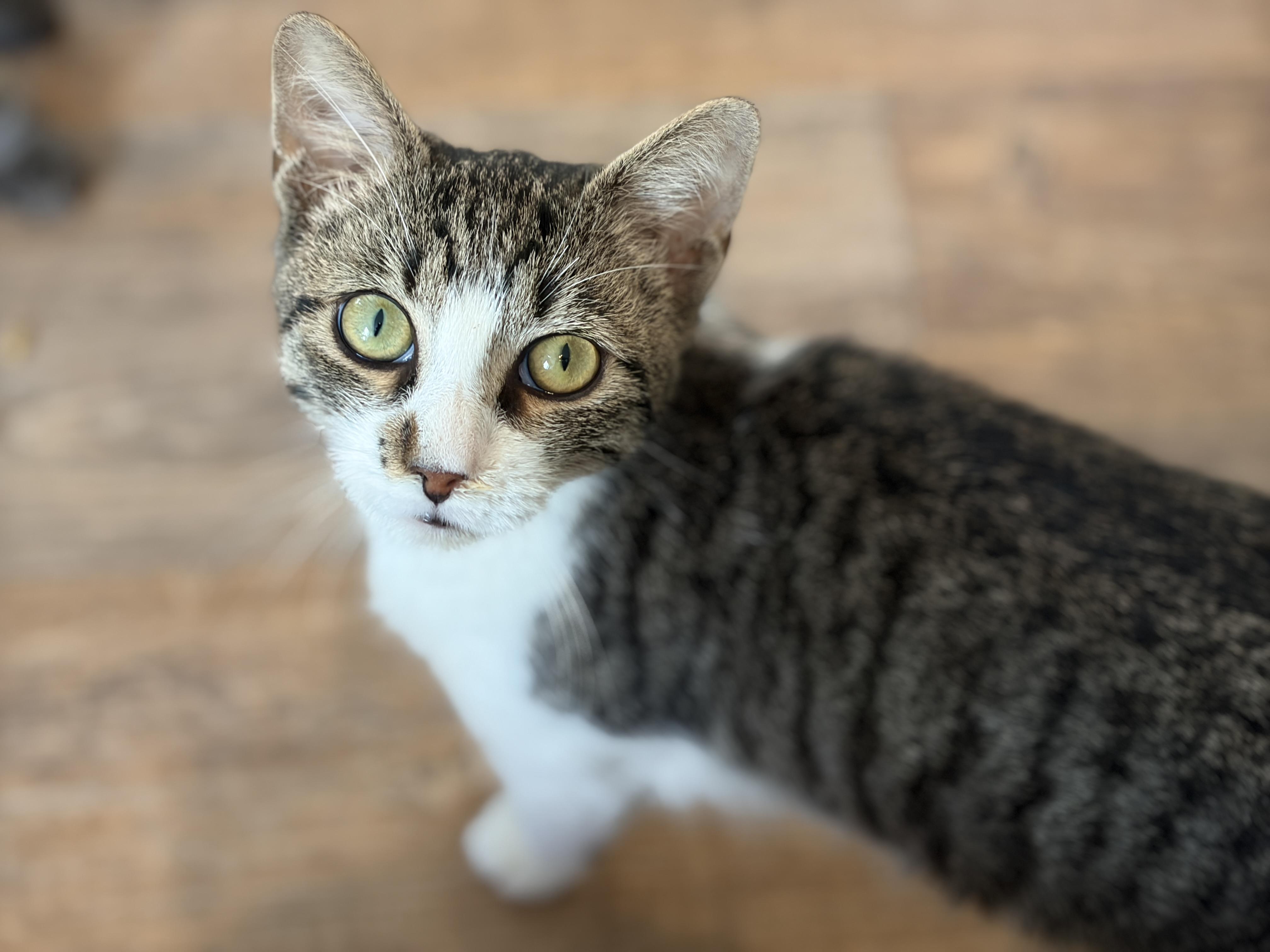 Enlarge Bliss, a Adoptable Domestic Short Hair in Keene, NH image 2/6