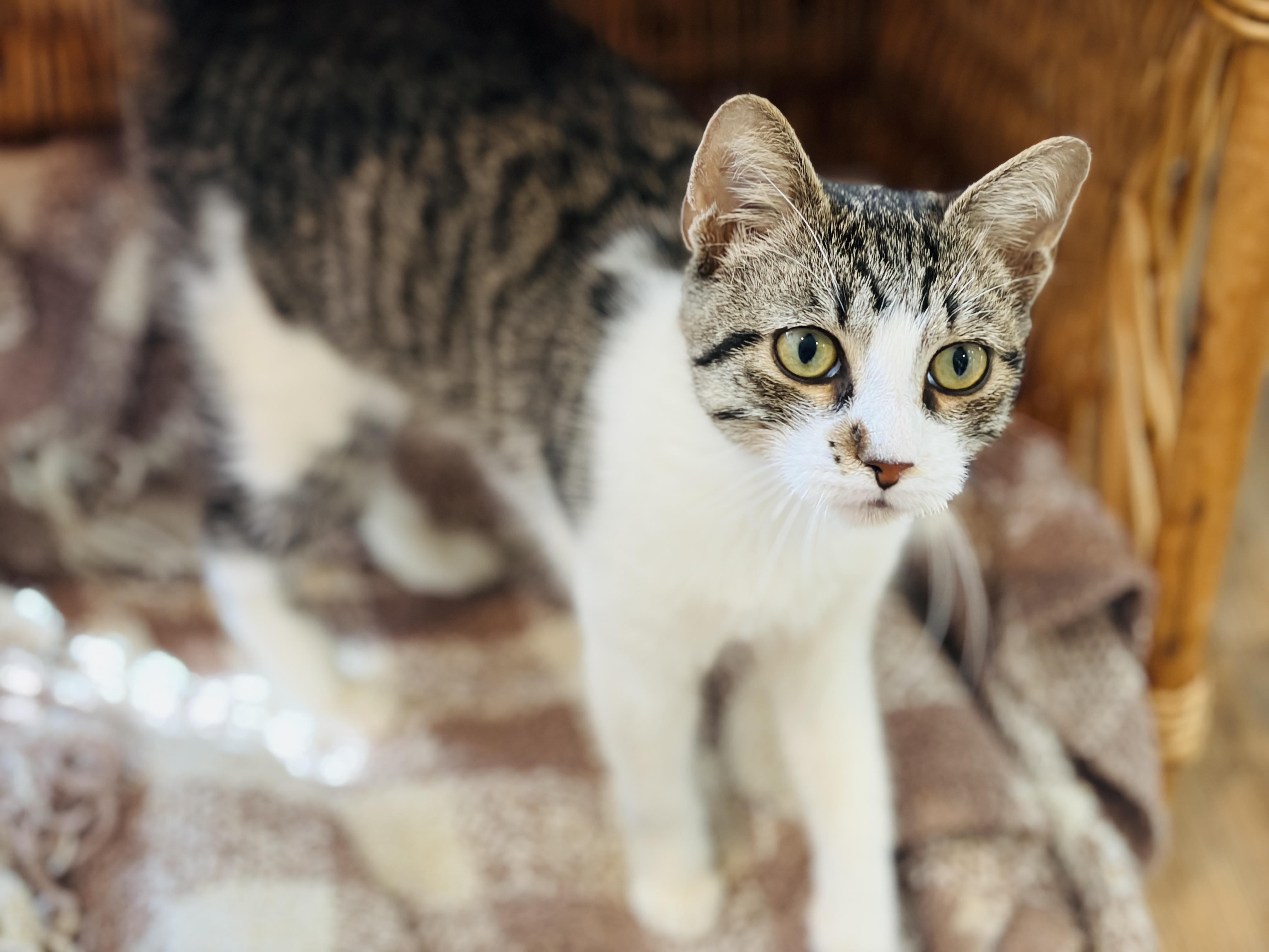 Enlarge Bliss, a Adoptable Domestic Short Hair in Keene, NH image 4/6