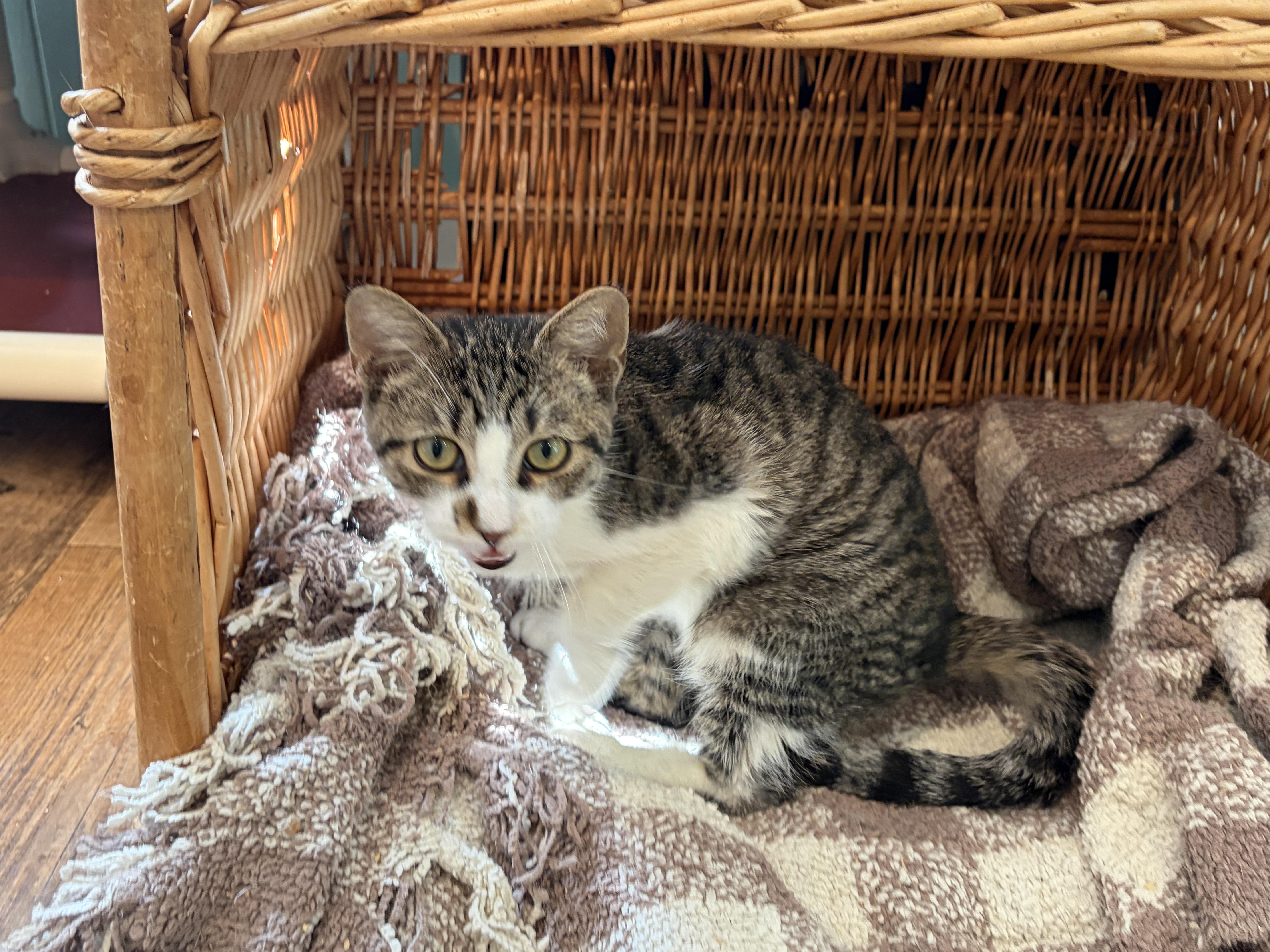 Enlarge Bliss, a Adoptable Domestic Short Hair in Keene, NH image 5/6