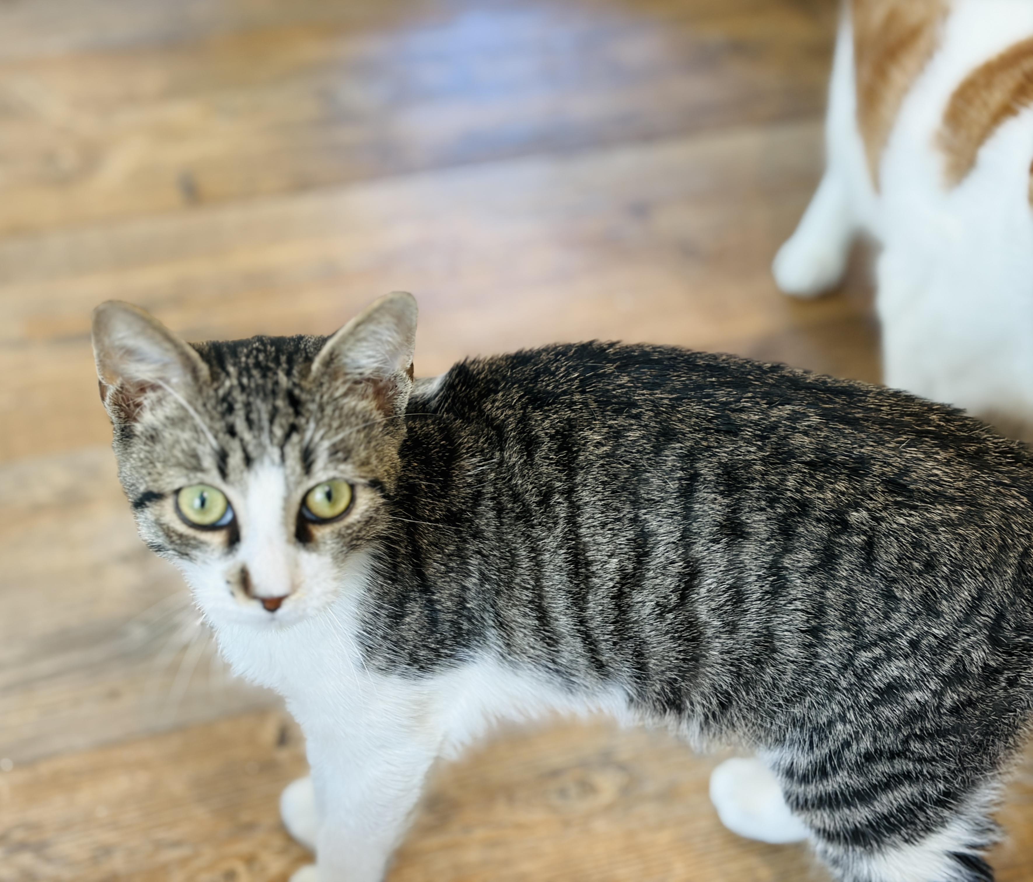 Enlarge Bliss, a Adoptable Domestic Short Hair in Keene, NH image 6/6