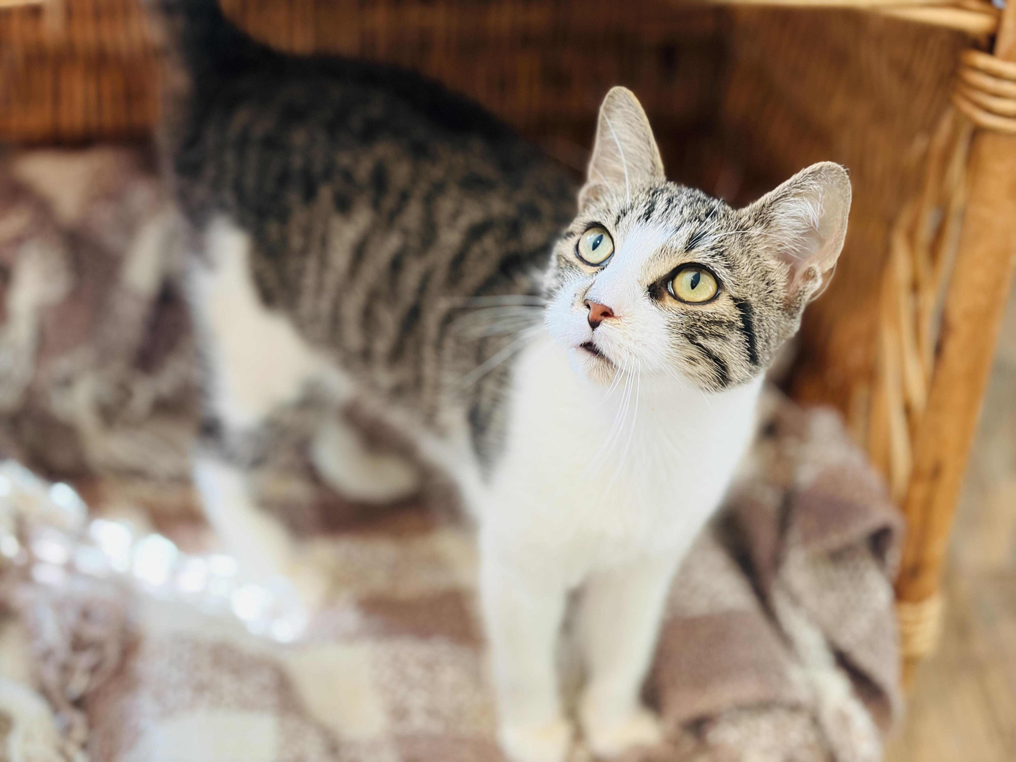Enlarge Bliss, a Adoptable Domestic Short Hair in Keene, NH image 1/6