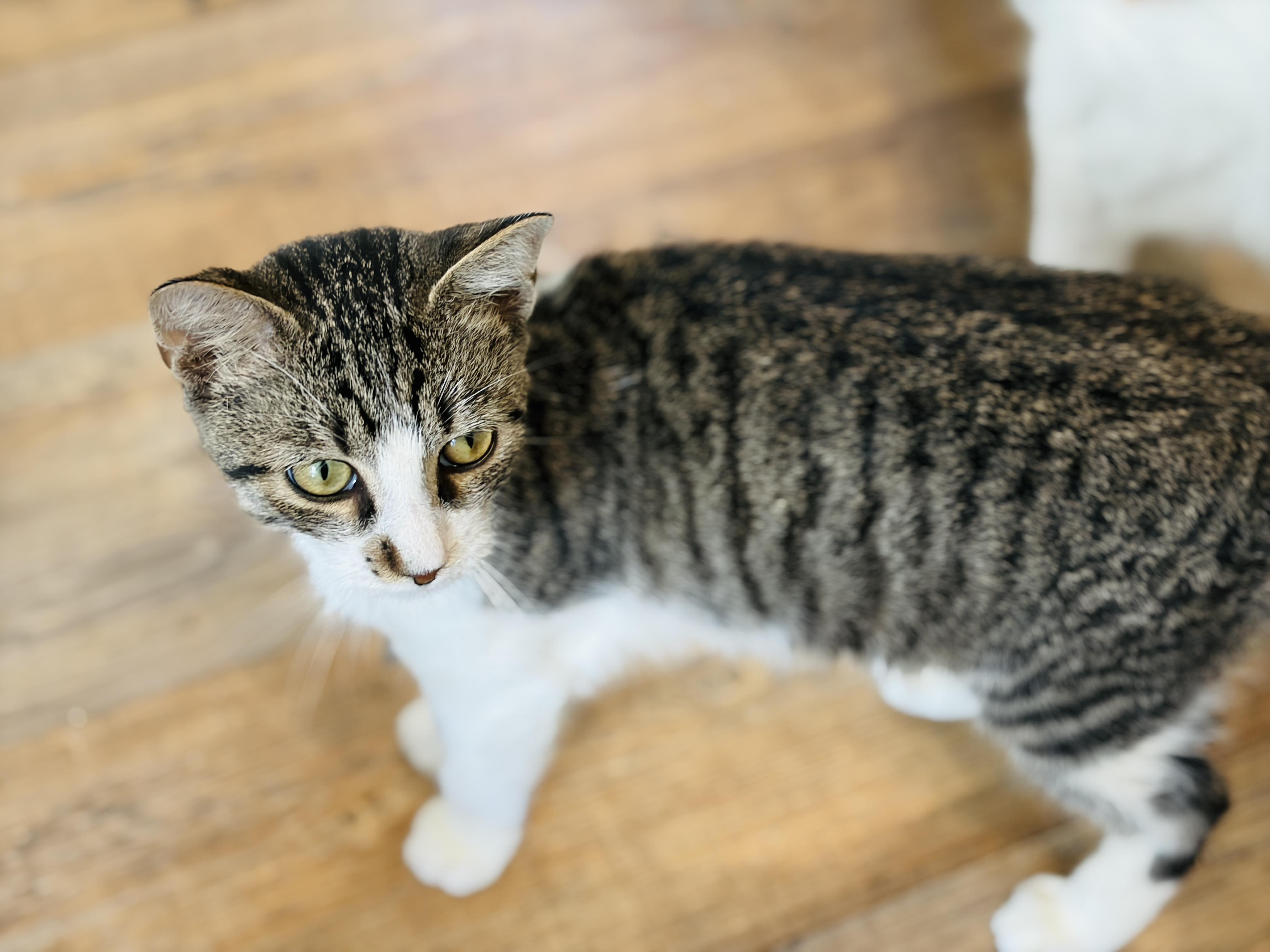Enlarge Bliss, a Adoptable Domestic Short Hair in Keene, NH image 3/6