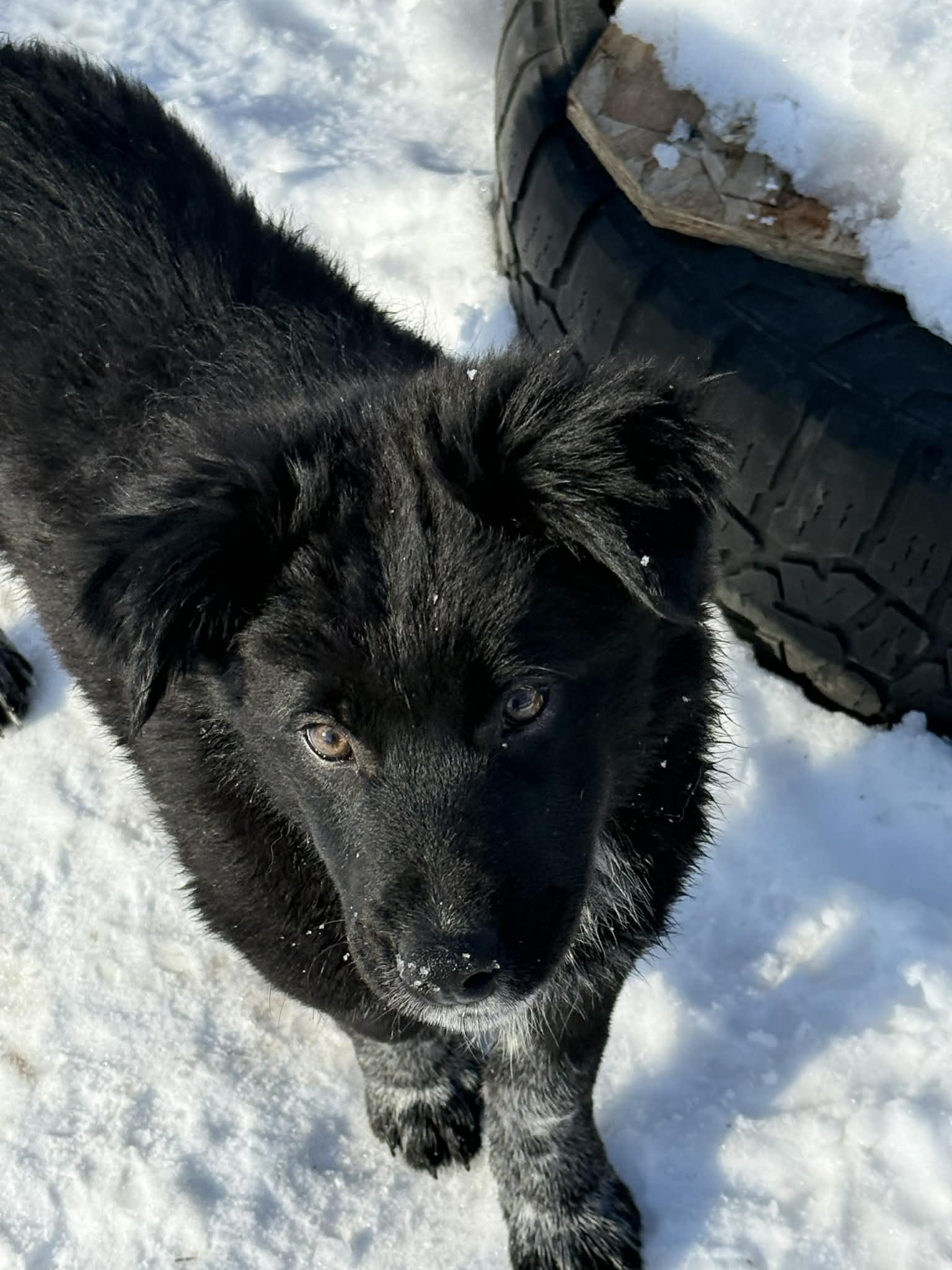 Enlarge Kringle, a ADOPTABLE mixed breed in North Freedom, WI image 1/1