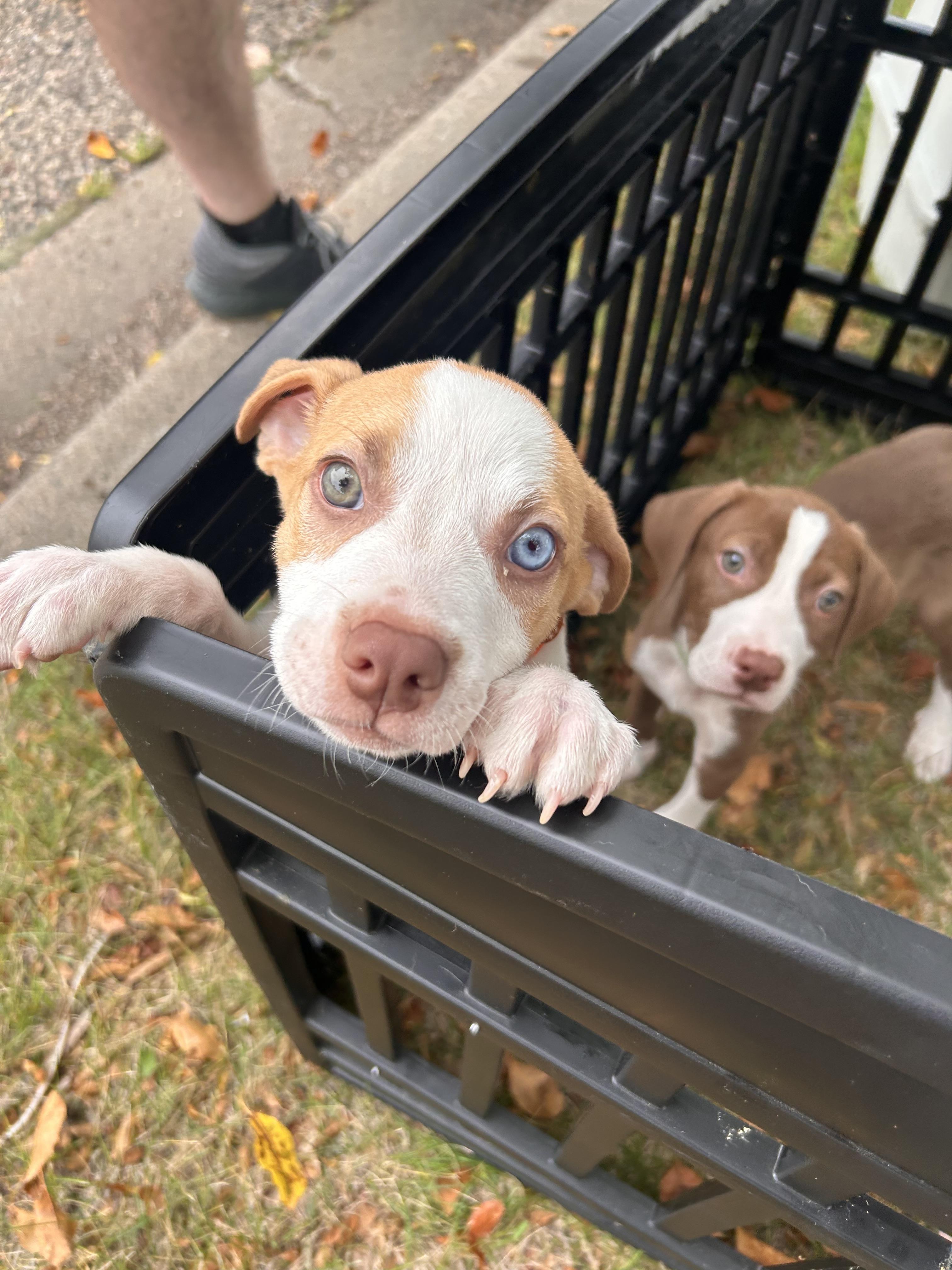 woody, a Adoptable Pit Bull Terrier in Minneapolis, MN image 1/5