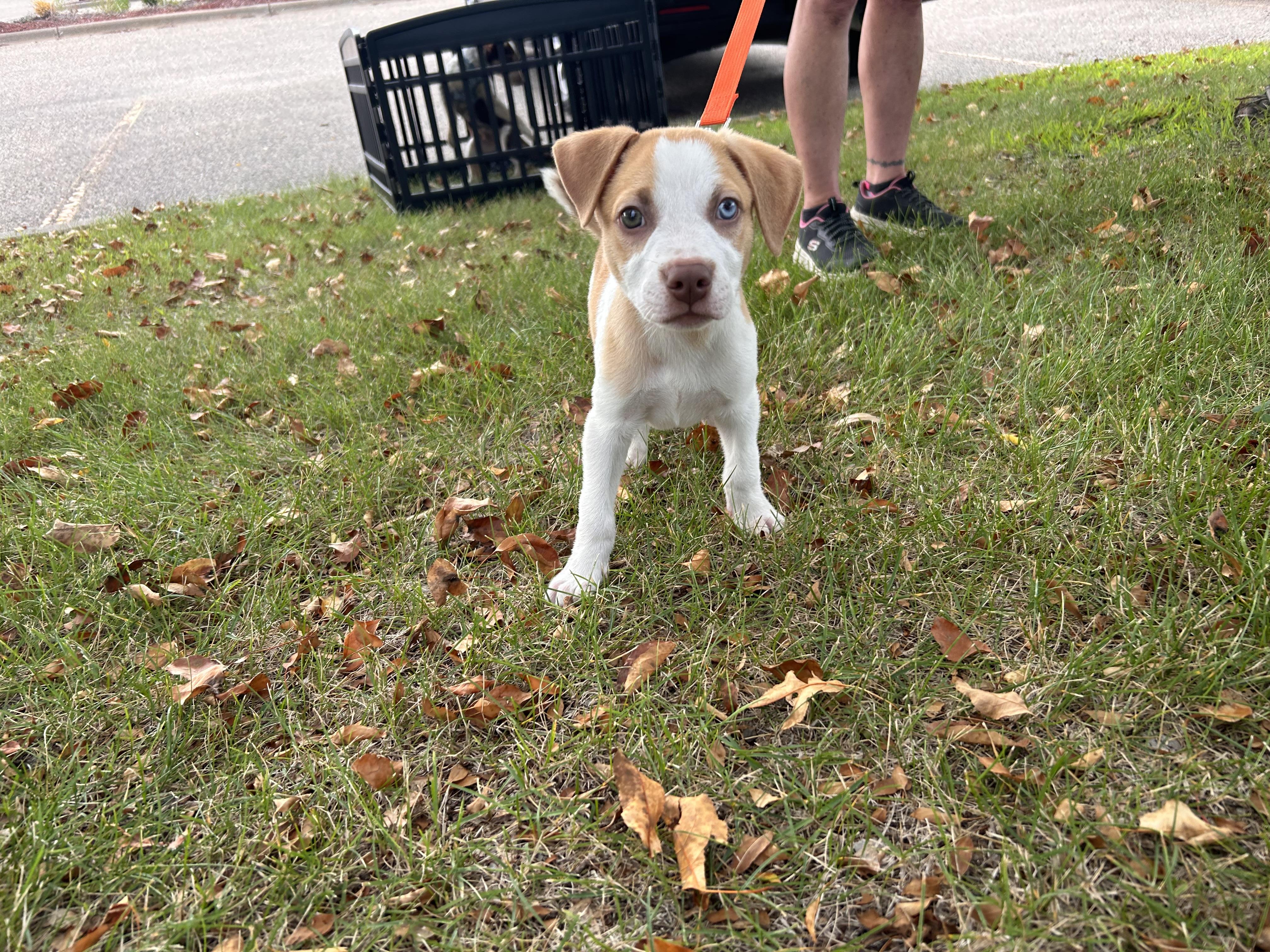 woody, a Adoptable Pit Bull Terrier in Minneapolis, MN image 2/5