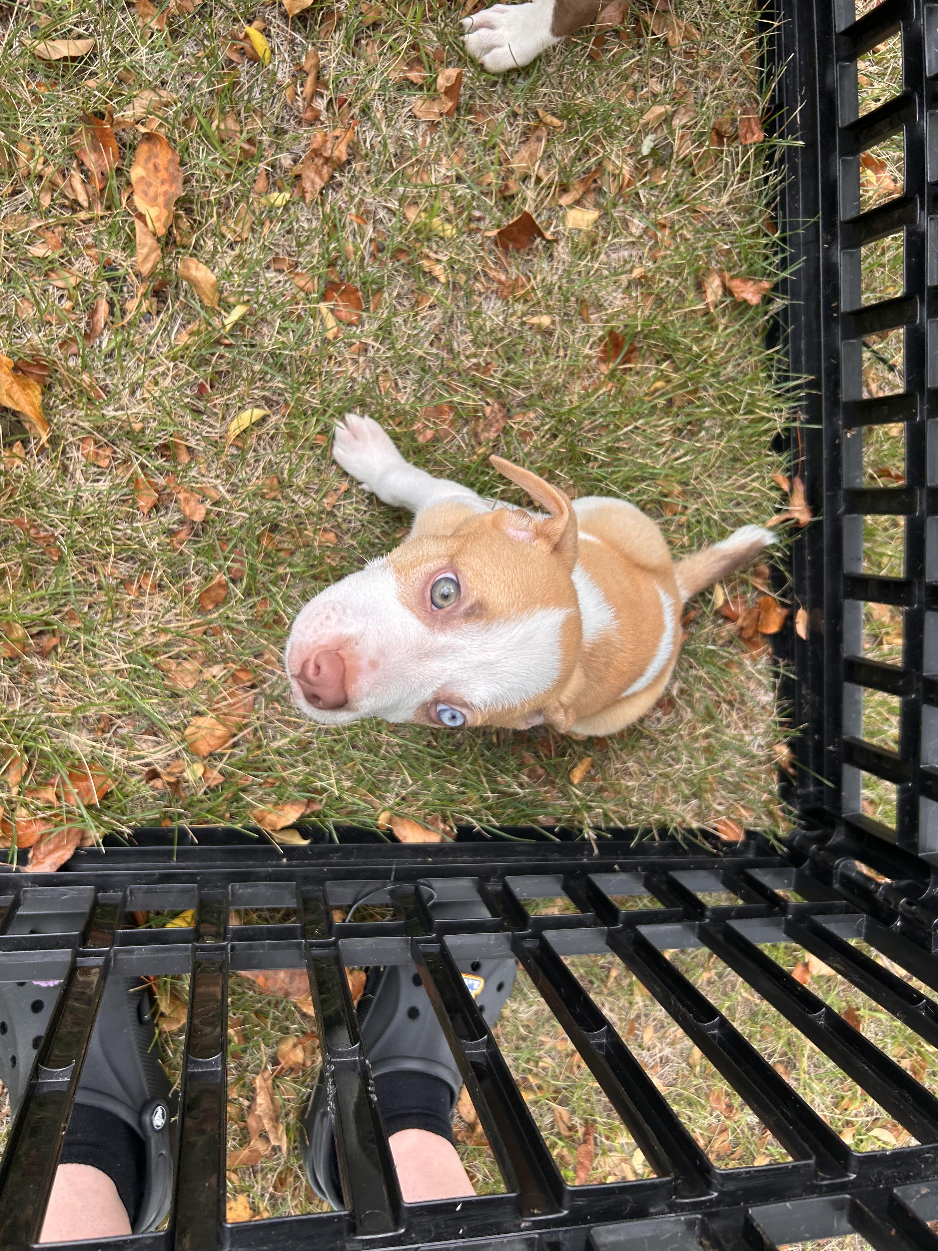 woody, a Adoptable Pit Bull Terrier in Minneapolis, MN image 5/5