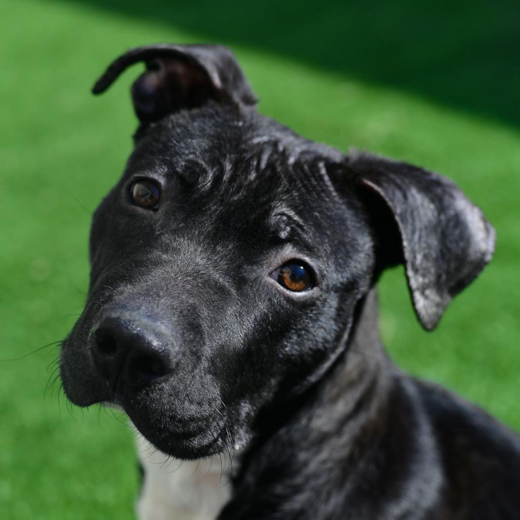 Enlarge Logan, a Adoptable mixed breed in Ottawa, KS image 1/2