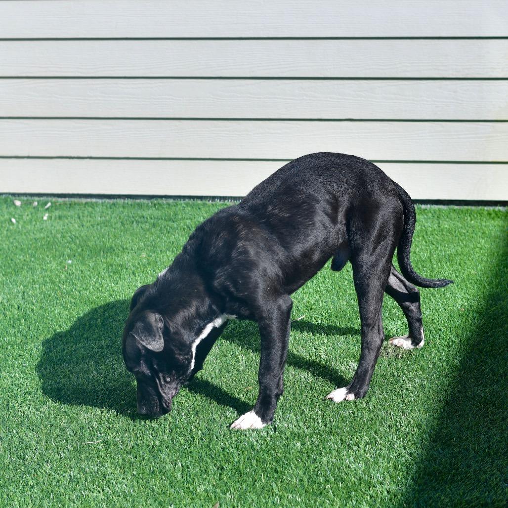 Enlarge Logan, a Adoptable mixed breed in Ottawa, KS image 2/2