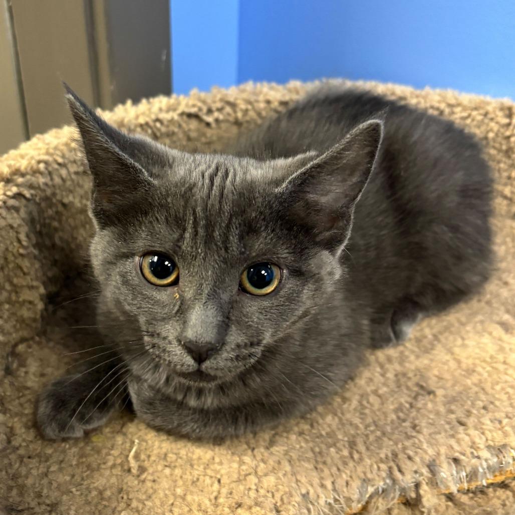 Waffle (Bonded with Creme Brulee)