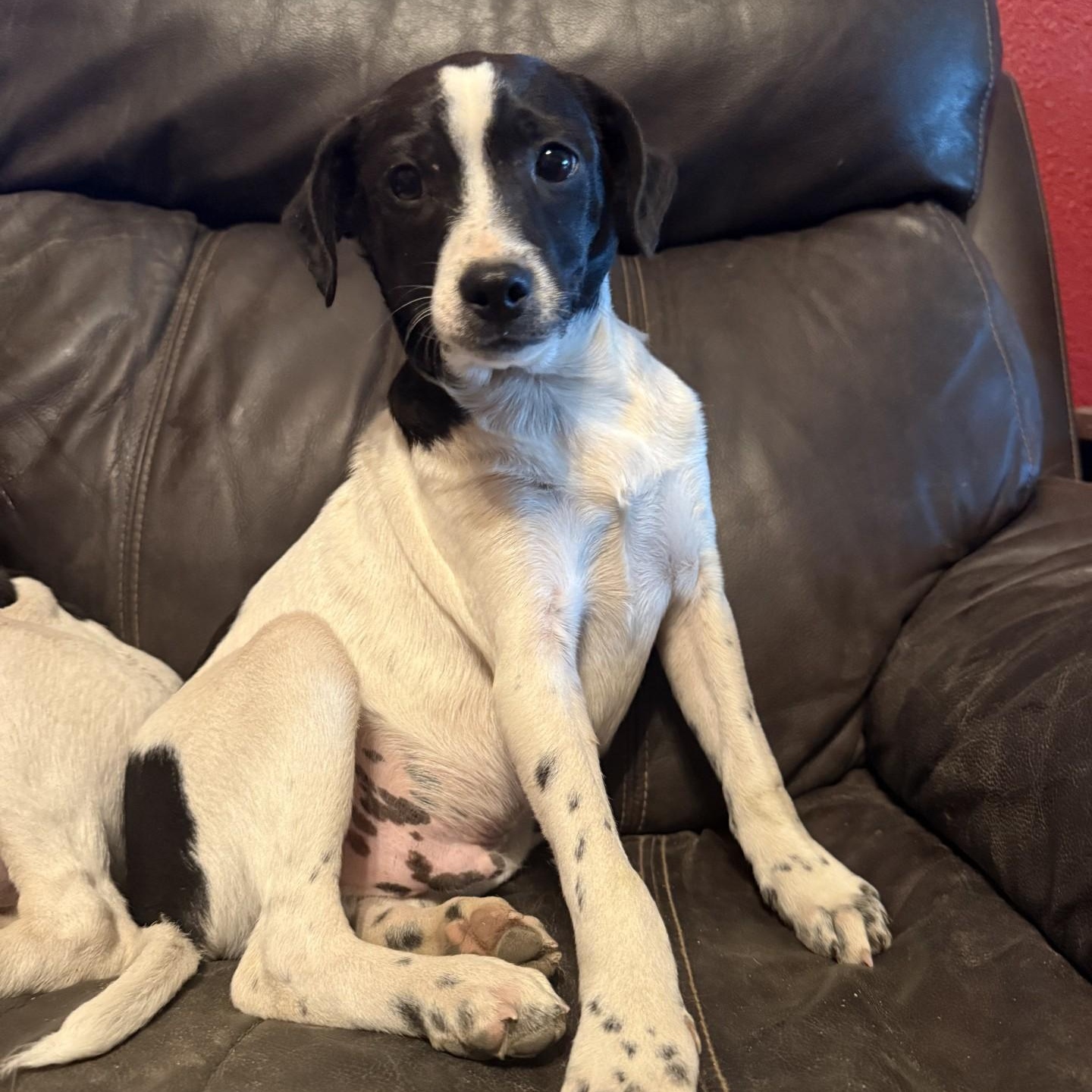 Slider, a ADOPTABLE mixed breed in modesto, CA image 1/4