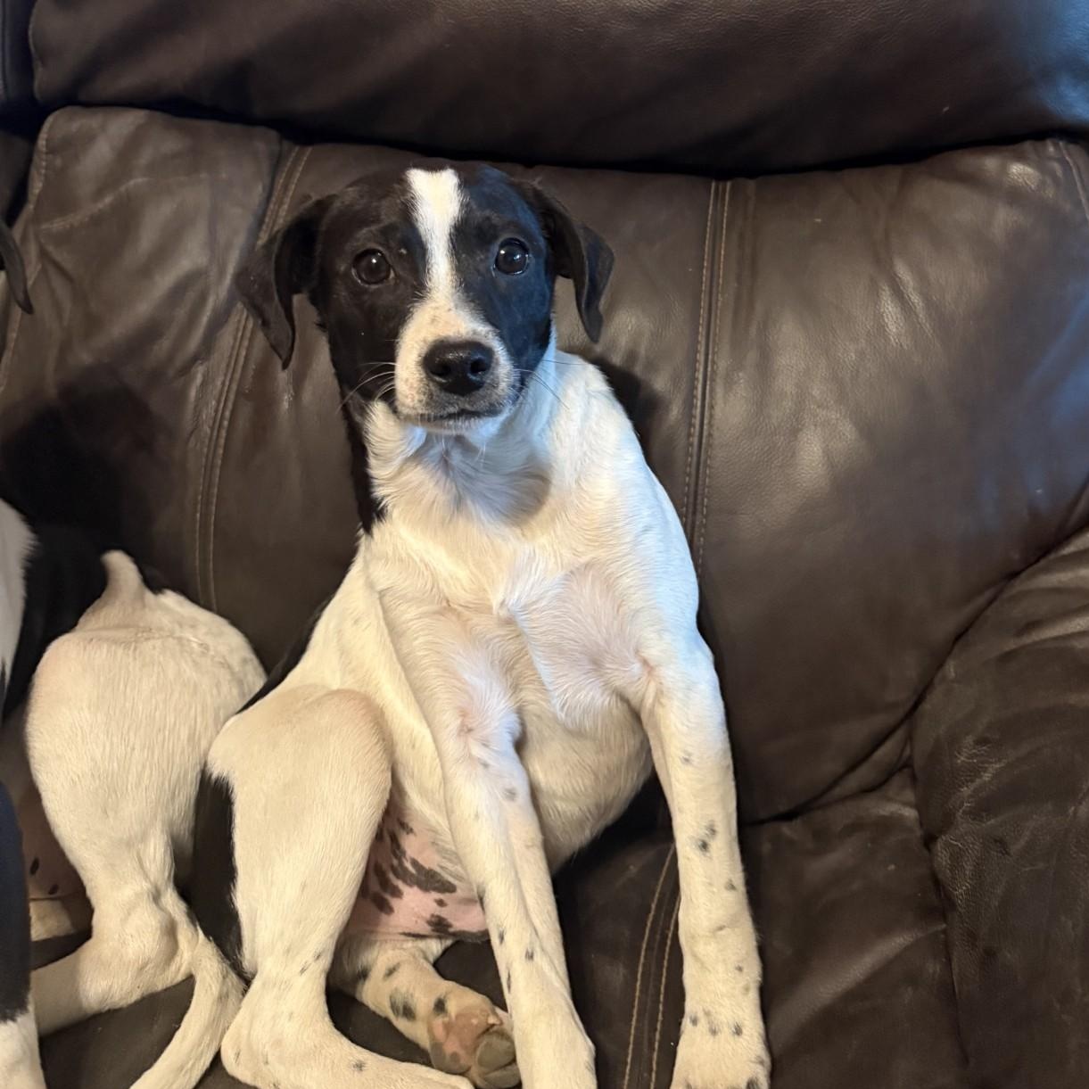 Slider, a ADOPTABLE mixed breed in modesto, CA image 2/4