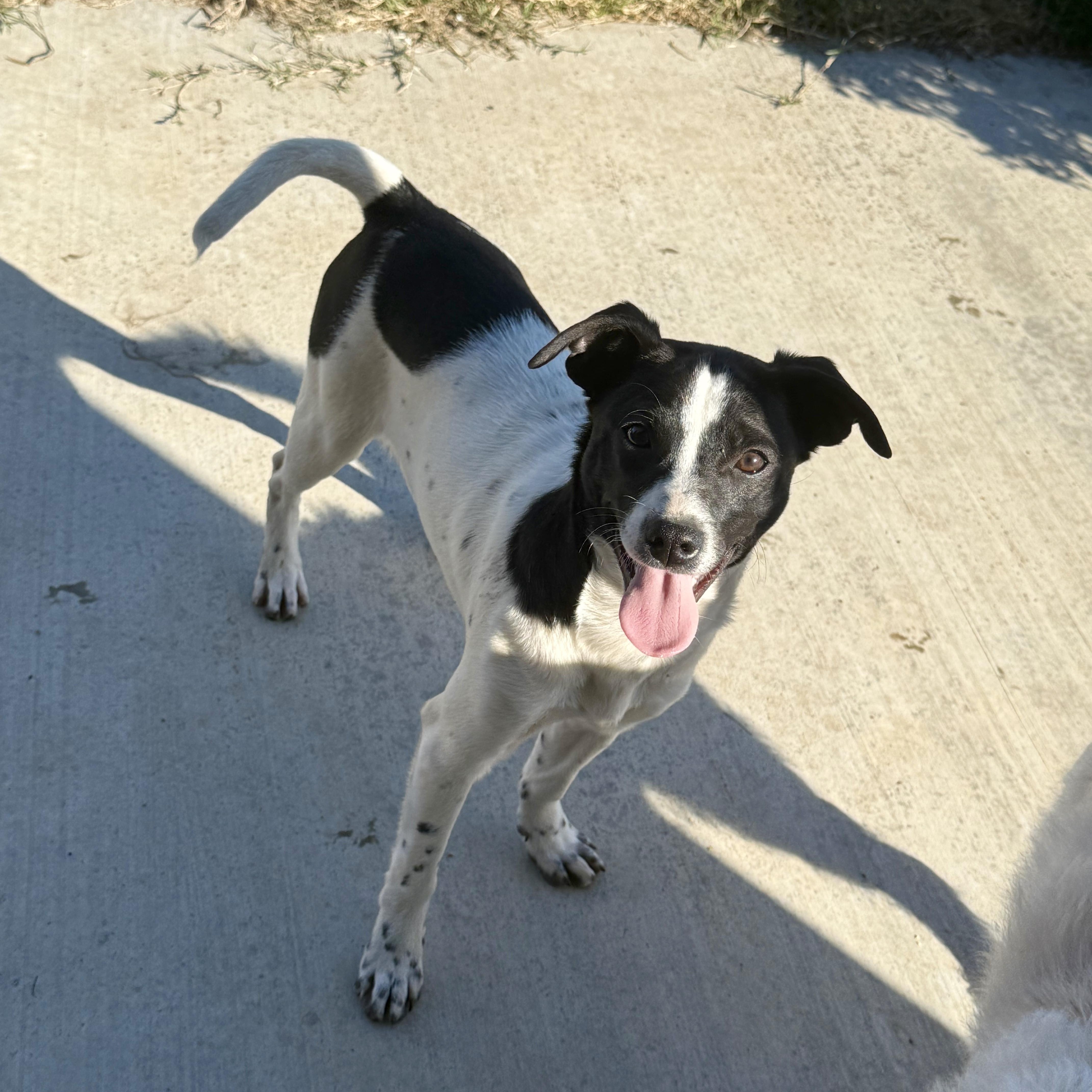 Slider, ADOPTABLE, Puppy Male Fox Terrier & Rat Terrier.