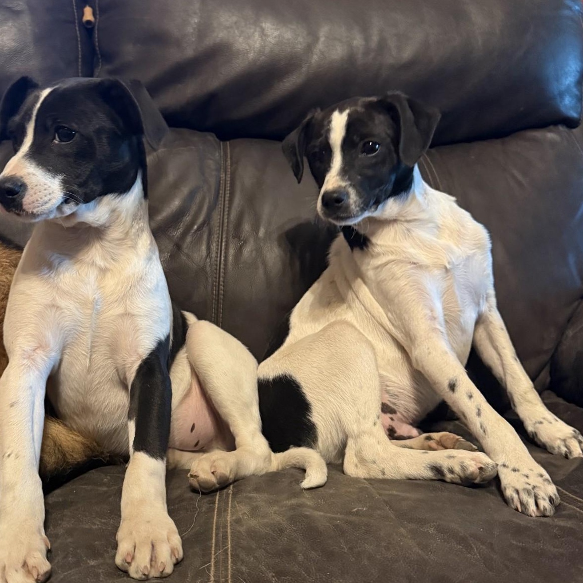 Slider, a ADOPTABLE mixed breed in modesto, CA image 3/4