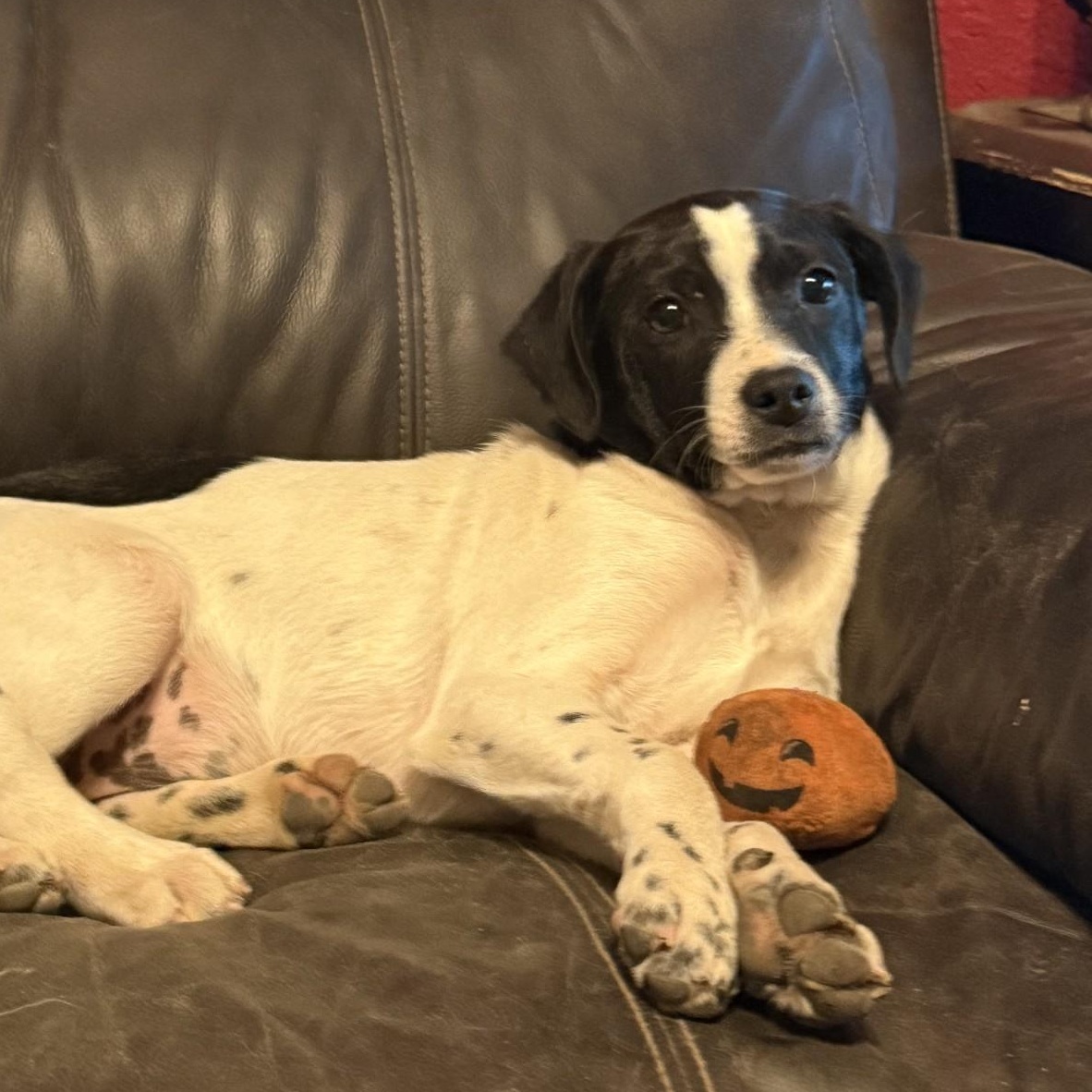 Slider, a ADOPTABLE mixed breed in modesto, CA image 4/4