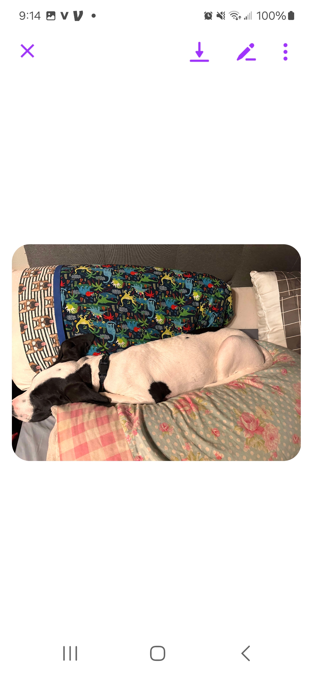 Enlarge Jett, a Adopted Treeing Walker Coonhound in Roy, WA image 2/4