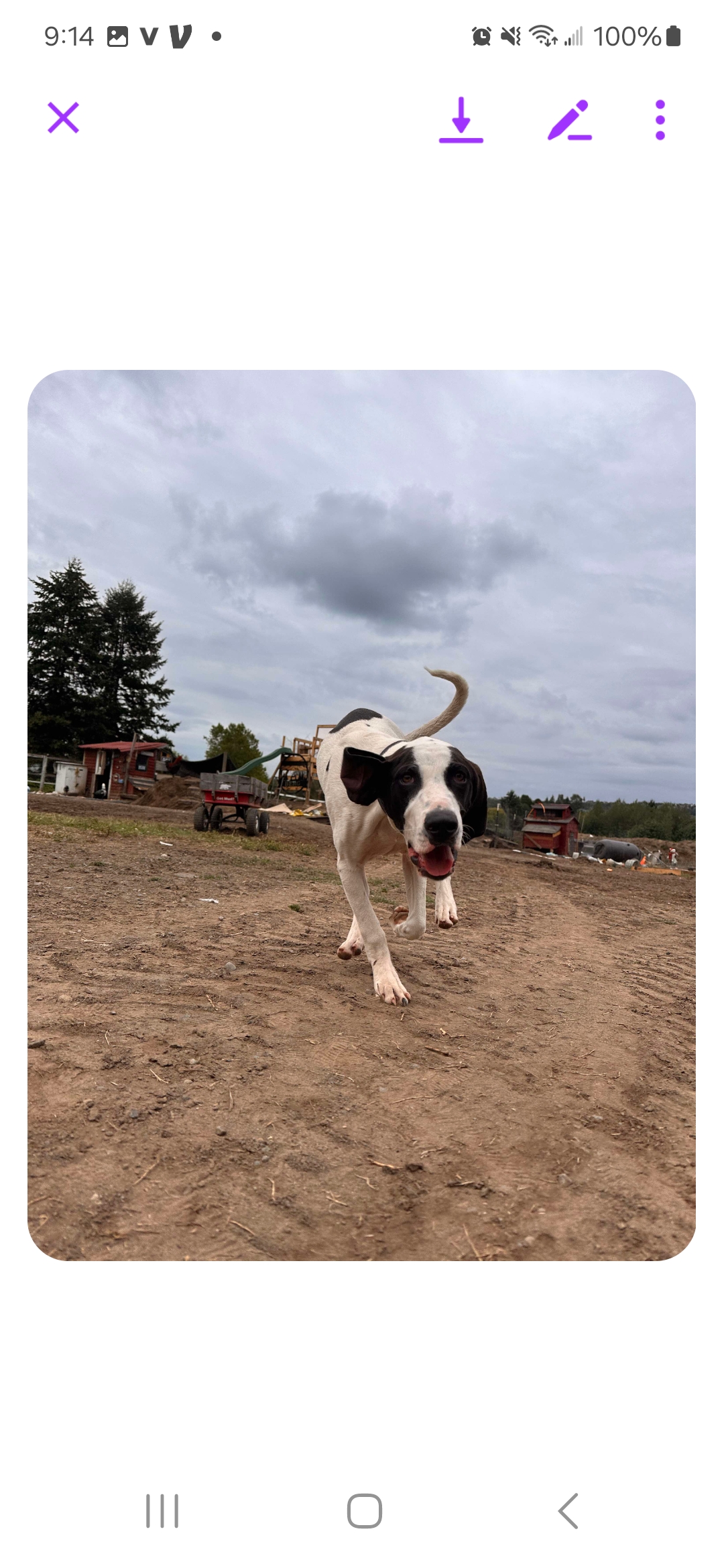 Enlarge Jett, a Adopted Treeing Walker Coonhound in Roy, WA image 3/4