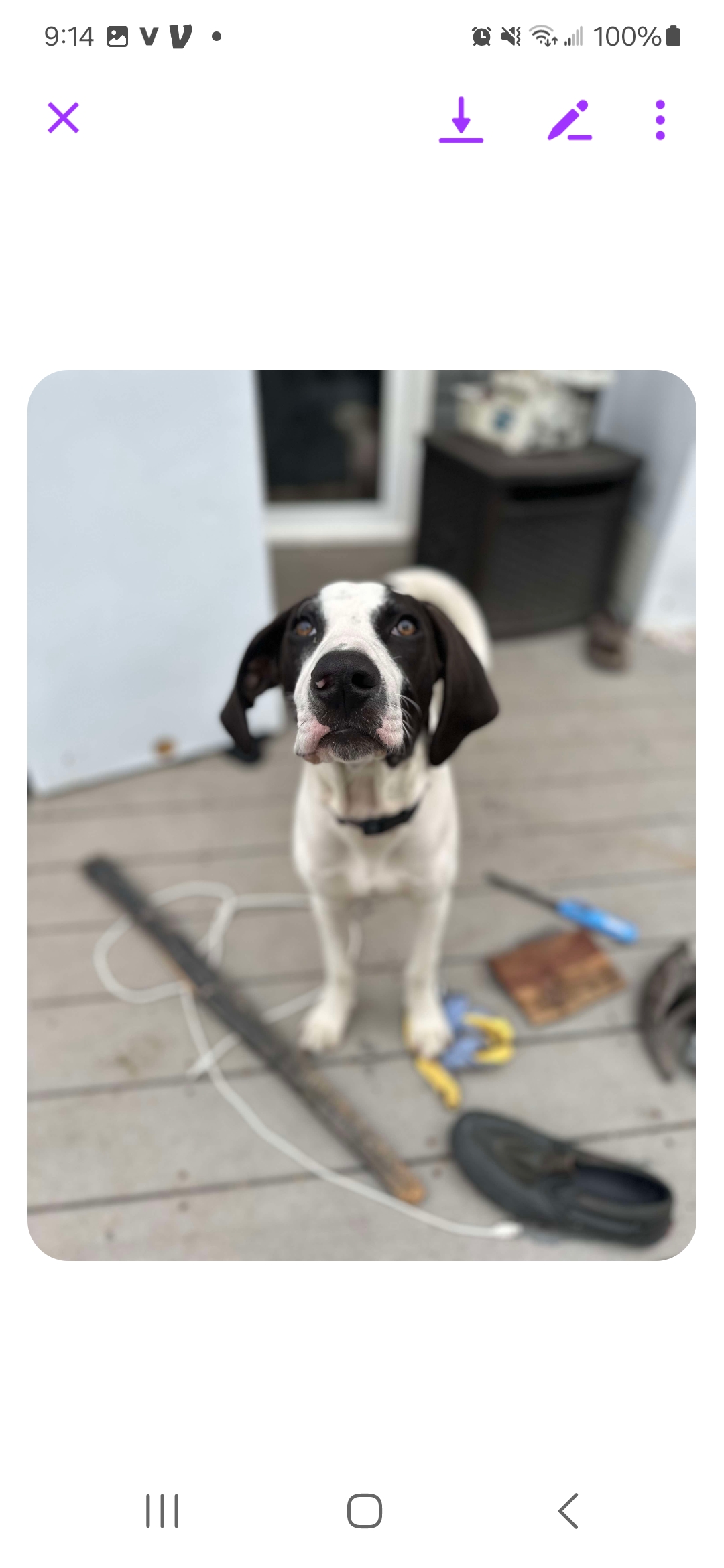 Enlarge Jett, a Adopted Treeing Walker Coonhound in Roy, WA image 1/4